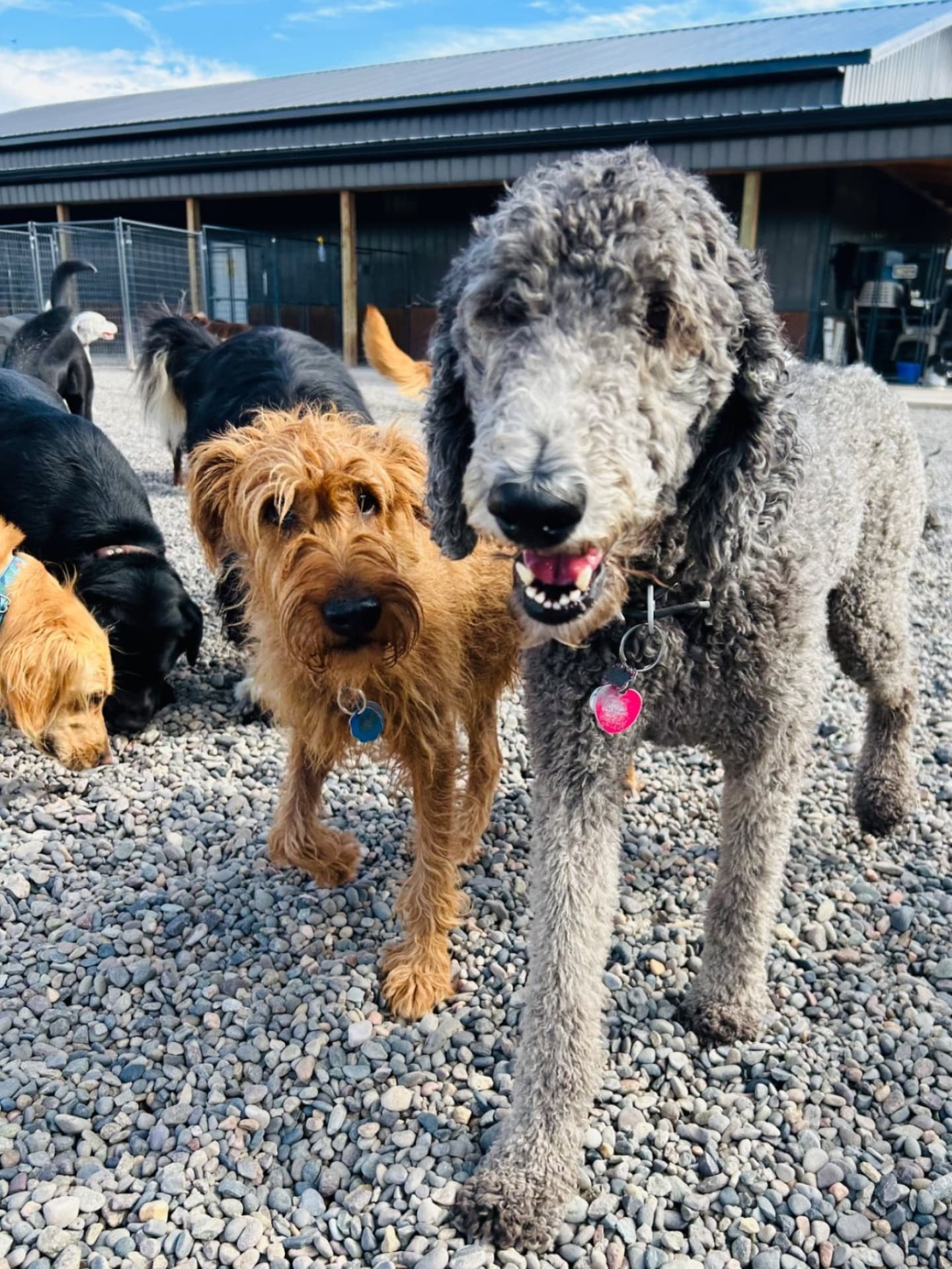 Iron Will Dog Lodge Montrose