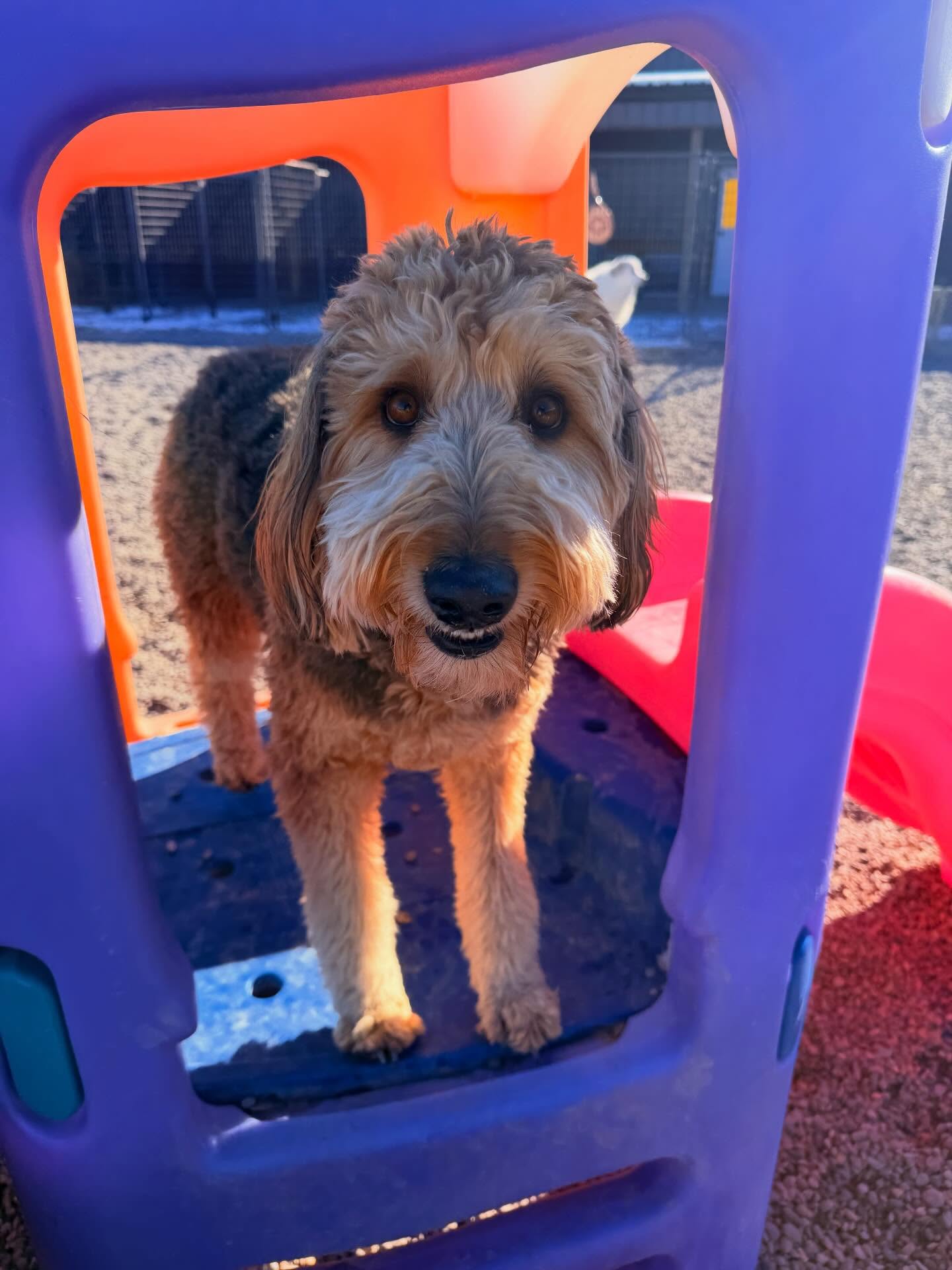 Iron Will Dog Lodge Montrose