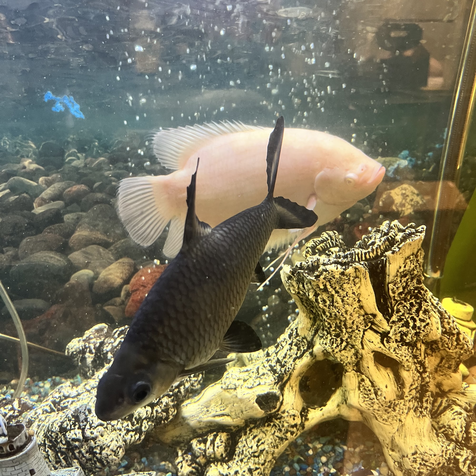 Tortoise and the Hare Common to Exotic Pets LLC Montrose