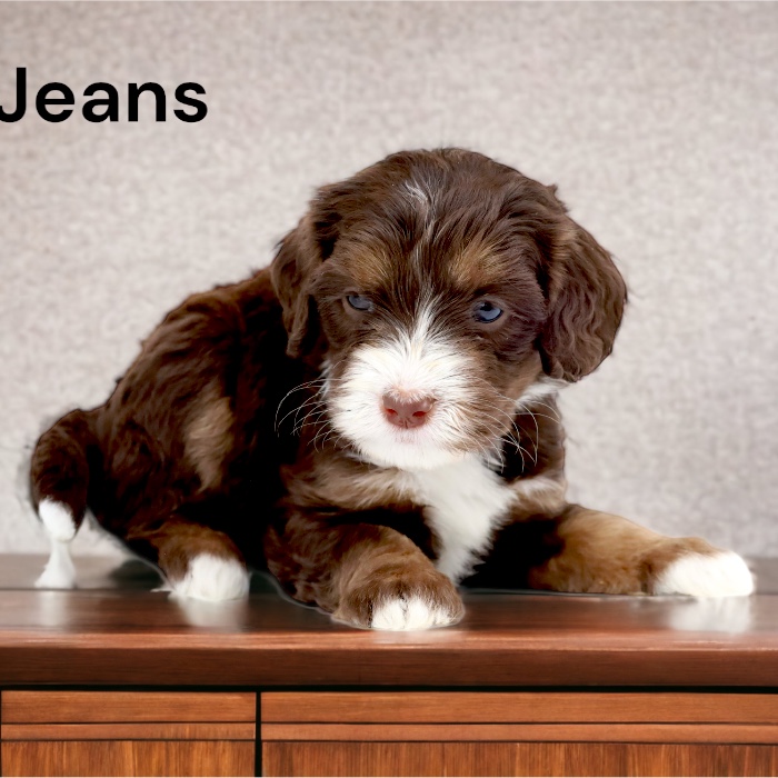 ​Rocky Mountain Bernedoodles Montrose