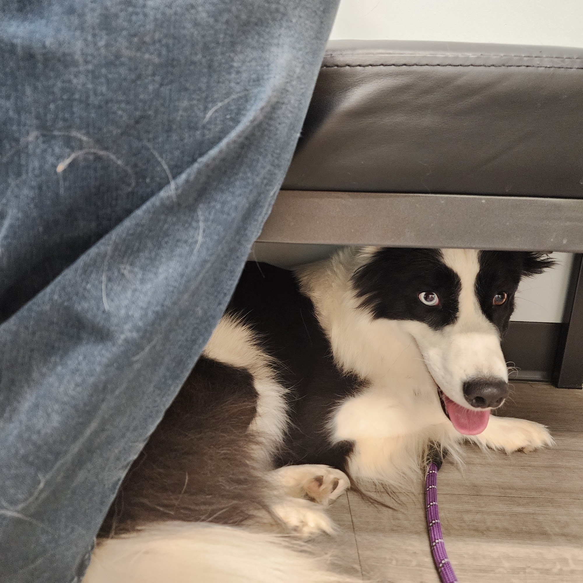 Palmer Lake Veterinary Hospital Monument