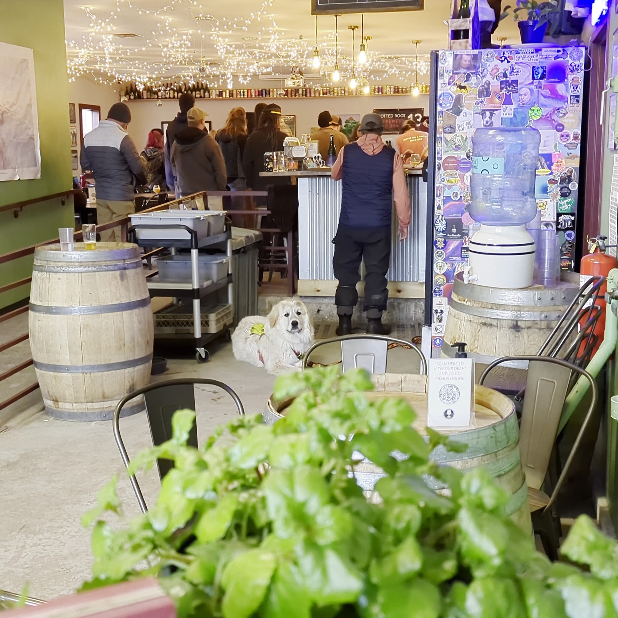 Knotted Root Brewing Company Nederland