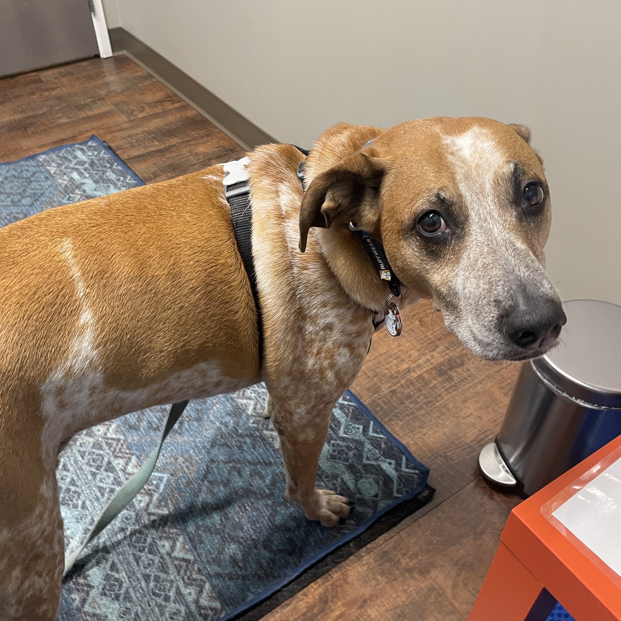 Left Hand Animal Hospital Niwot