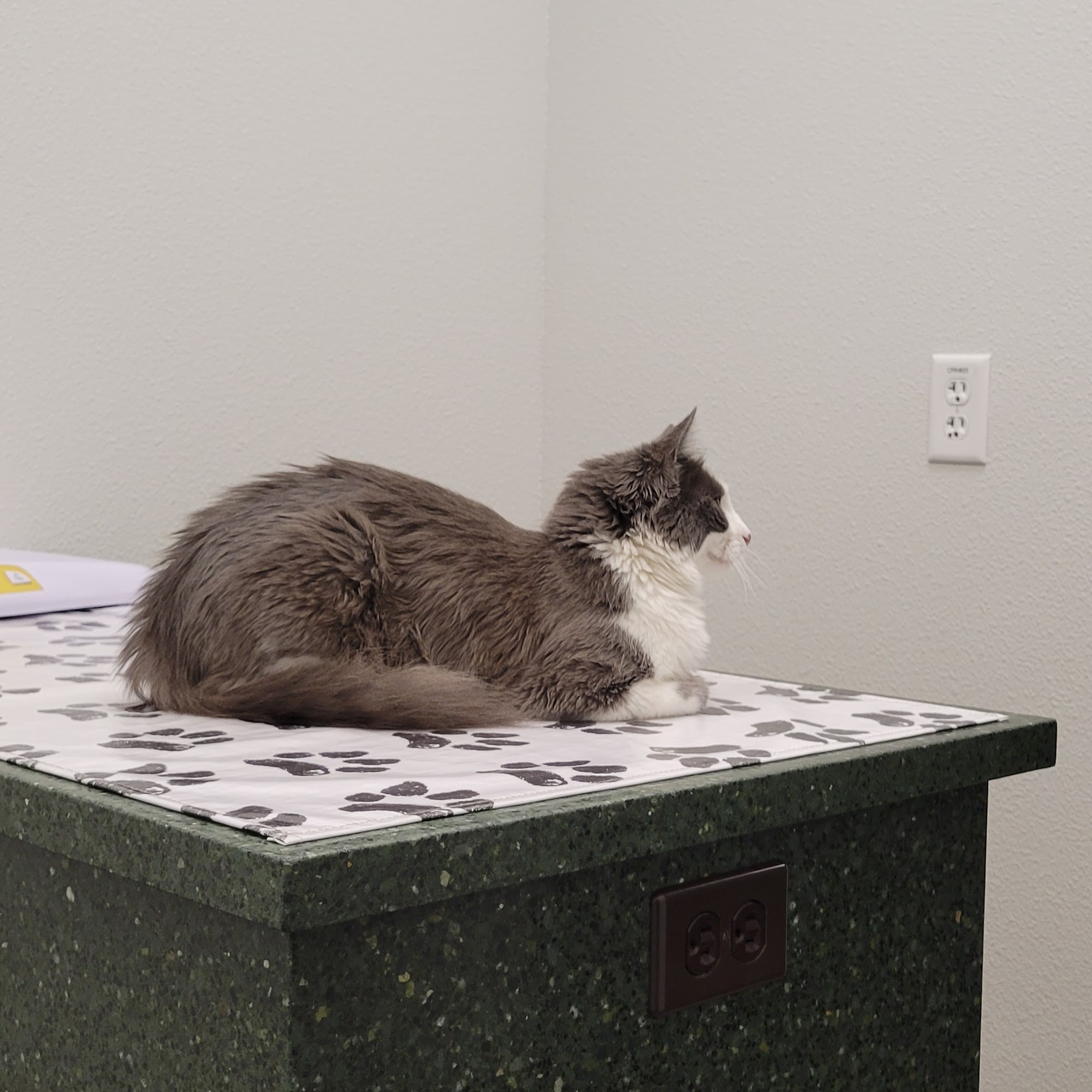 Animal Clinic-North Northglenn