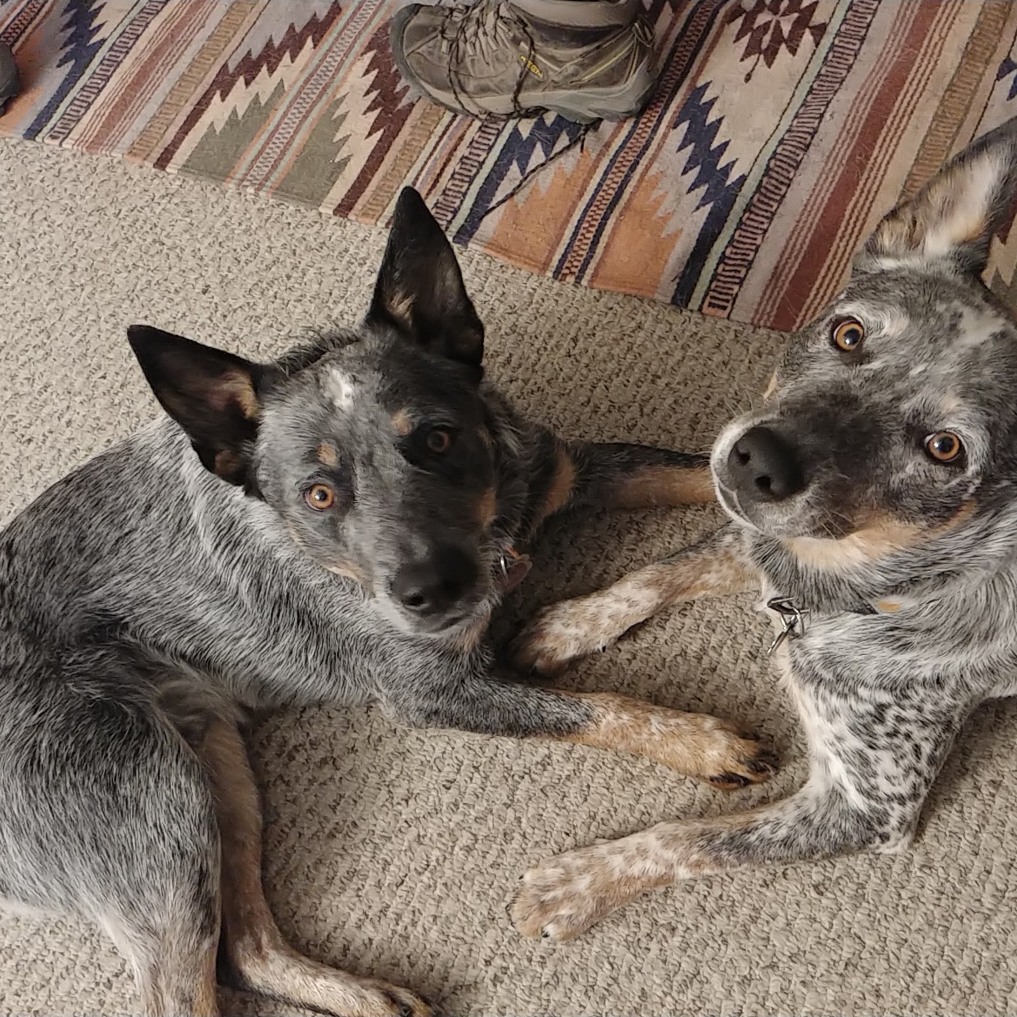 Western Slope Animal Hospital Olathe