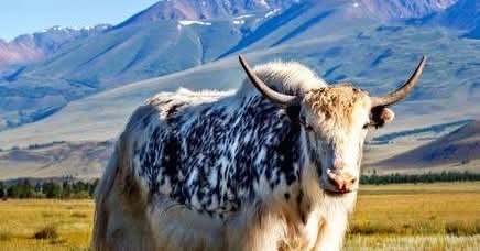 FullTilt Saloon Ouray