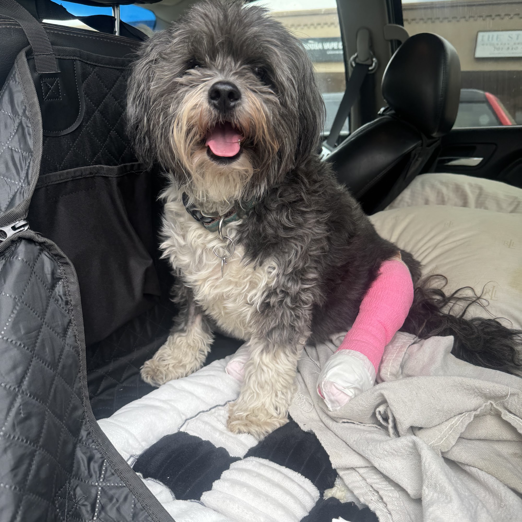 Pagosa Veterinary Clinic Pagosa Springs