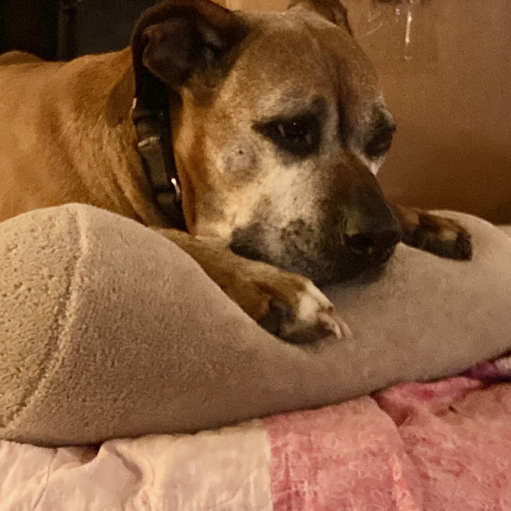 Elk Park Animal Hospital Pagosa Springs