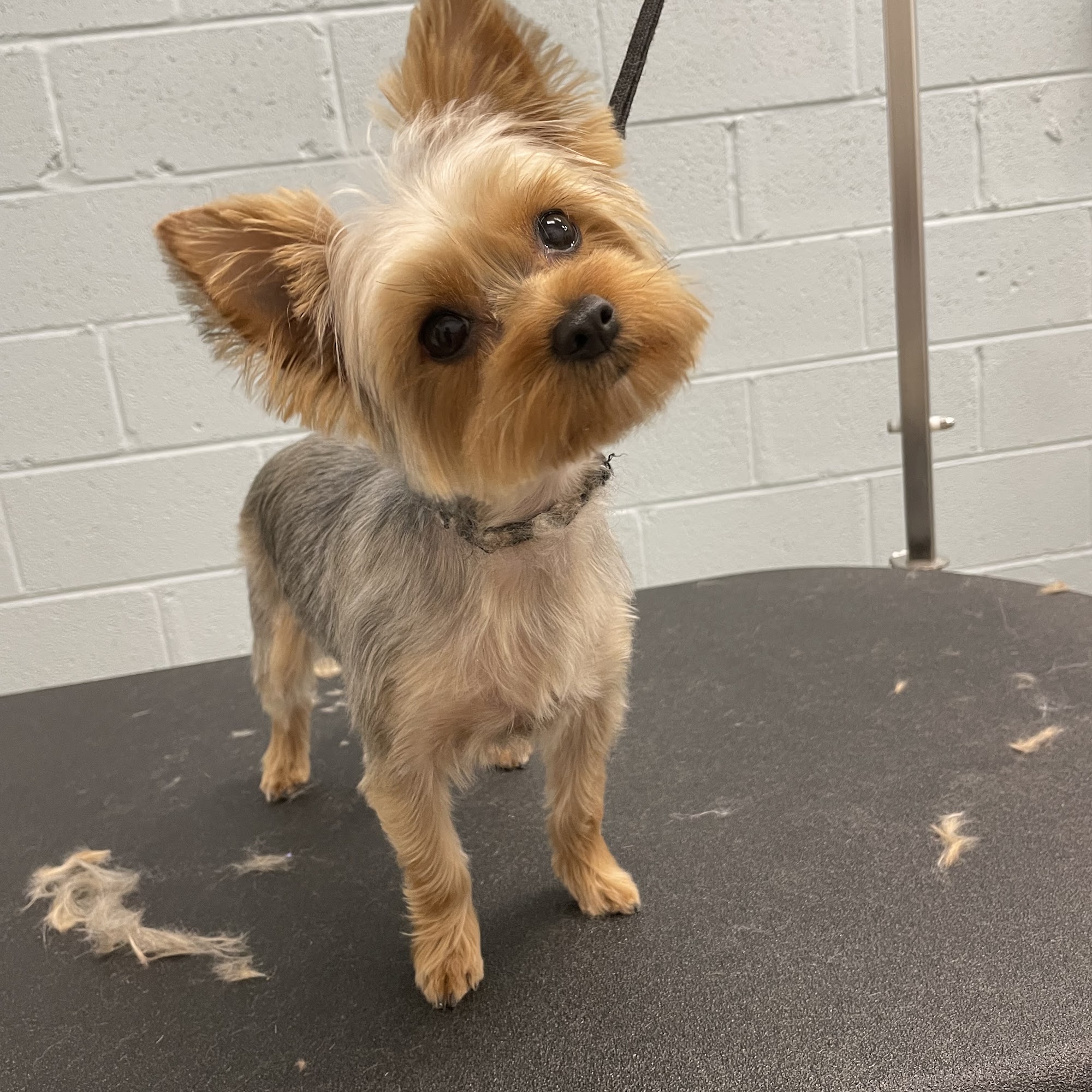 Pawlished Pet Salon Pagosa Springs