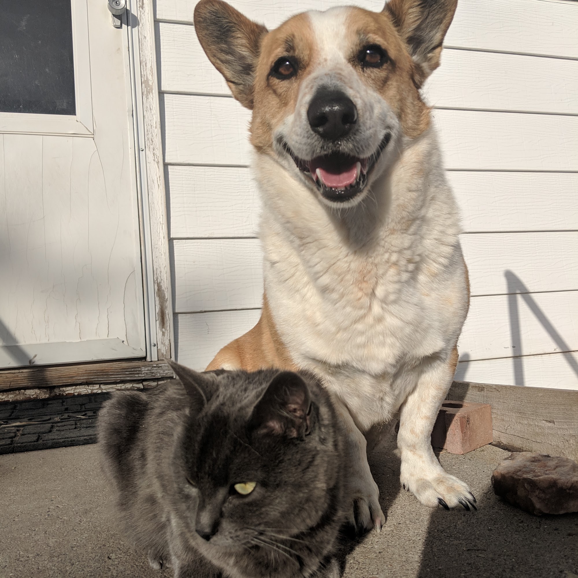 Moore Duane DVM Palisade