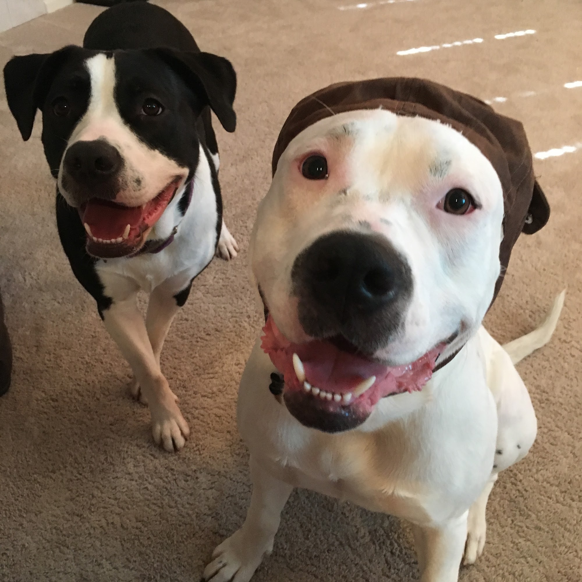 Parker Center Animal Clinic Parker