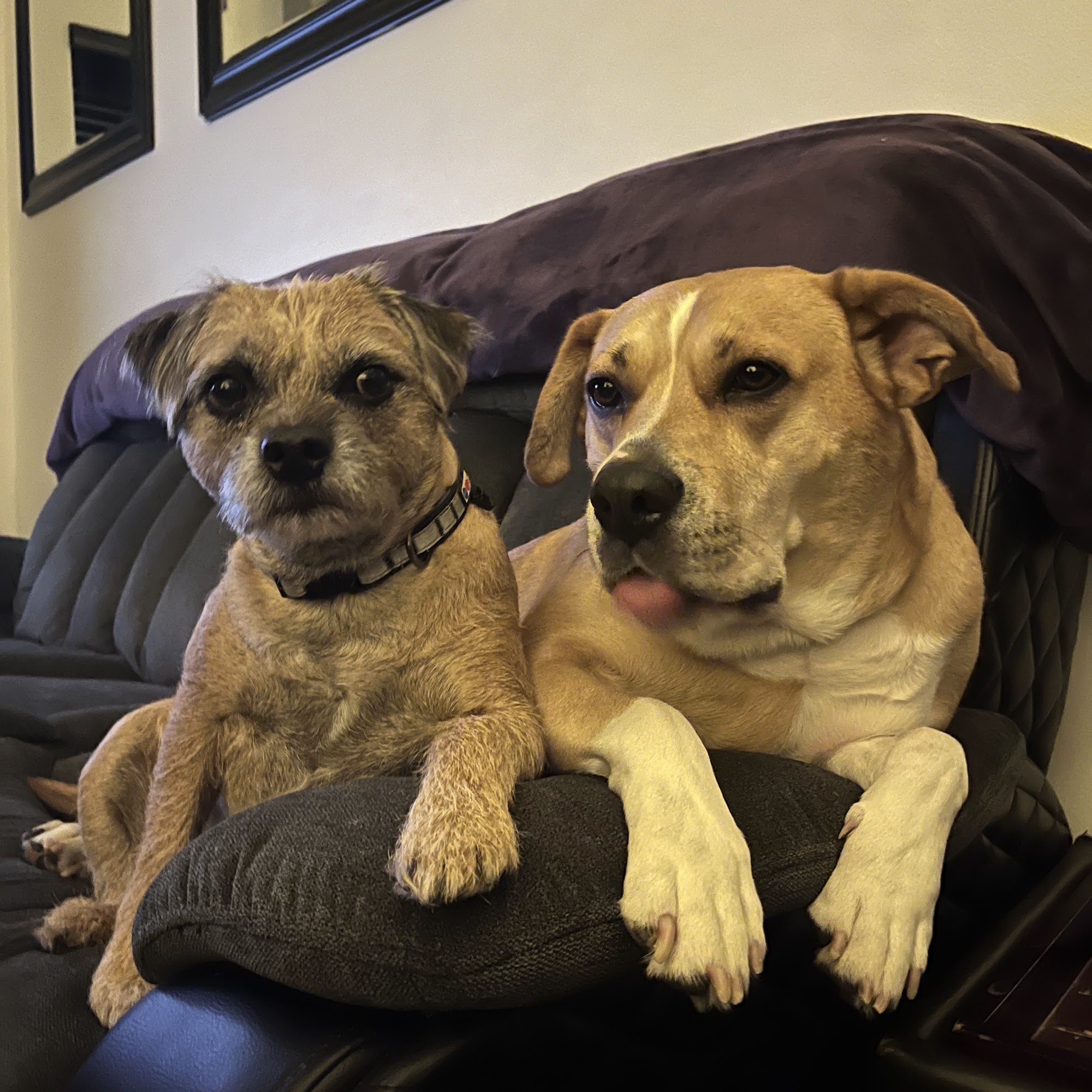 Stroh Ranch Pet Health Parker