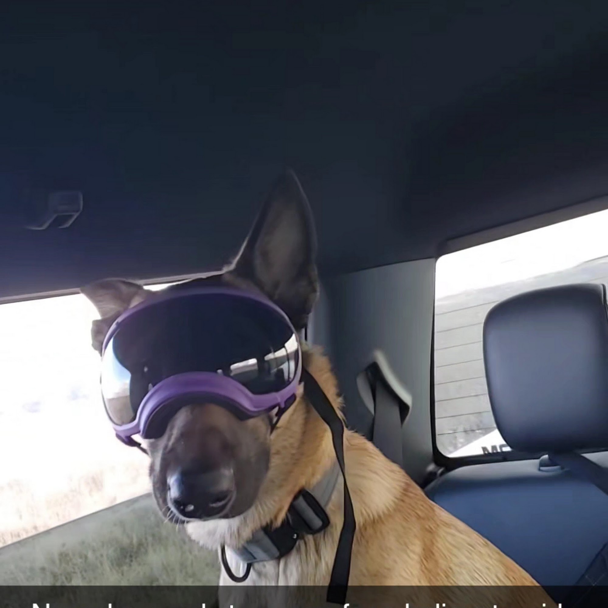 Animal Emergency & Specialty Center Parker