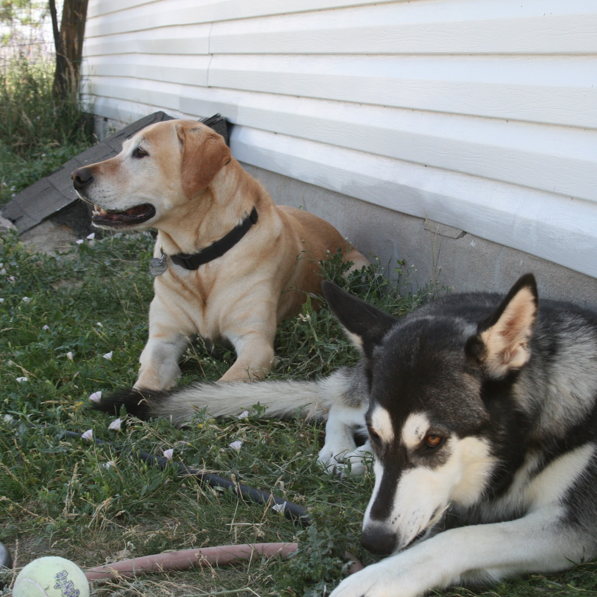 Pine Grove Animal Hospital, A Thrive Pet Healthcare Partner Parker