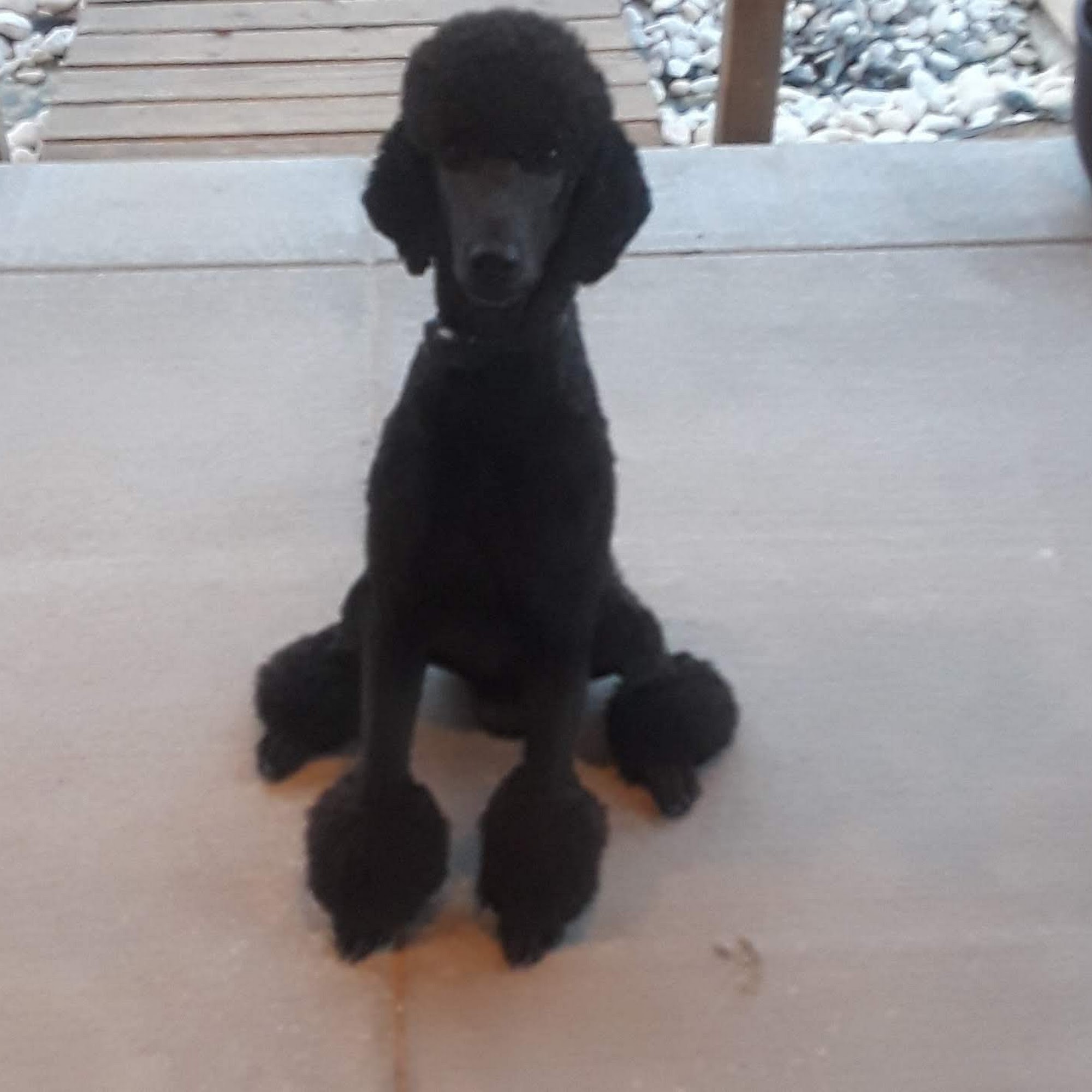 Heritage Animal Hospital Parker