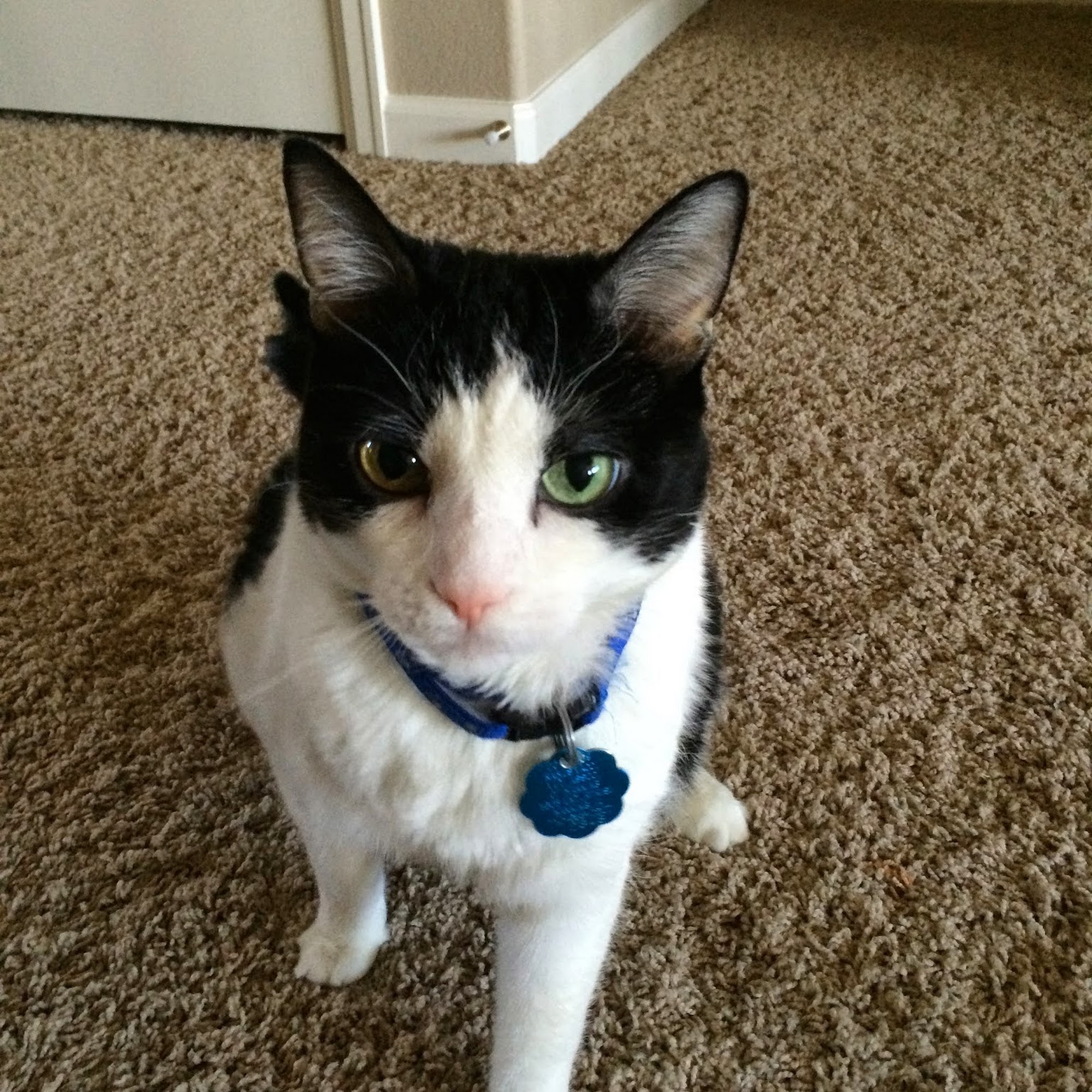 Housecall Pet Services Parker