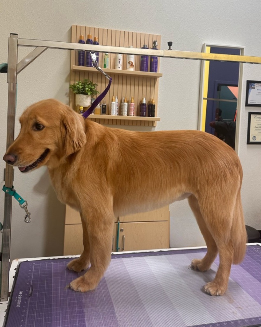 Well Groomed Pets - Parker Parker