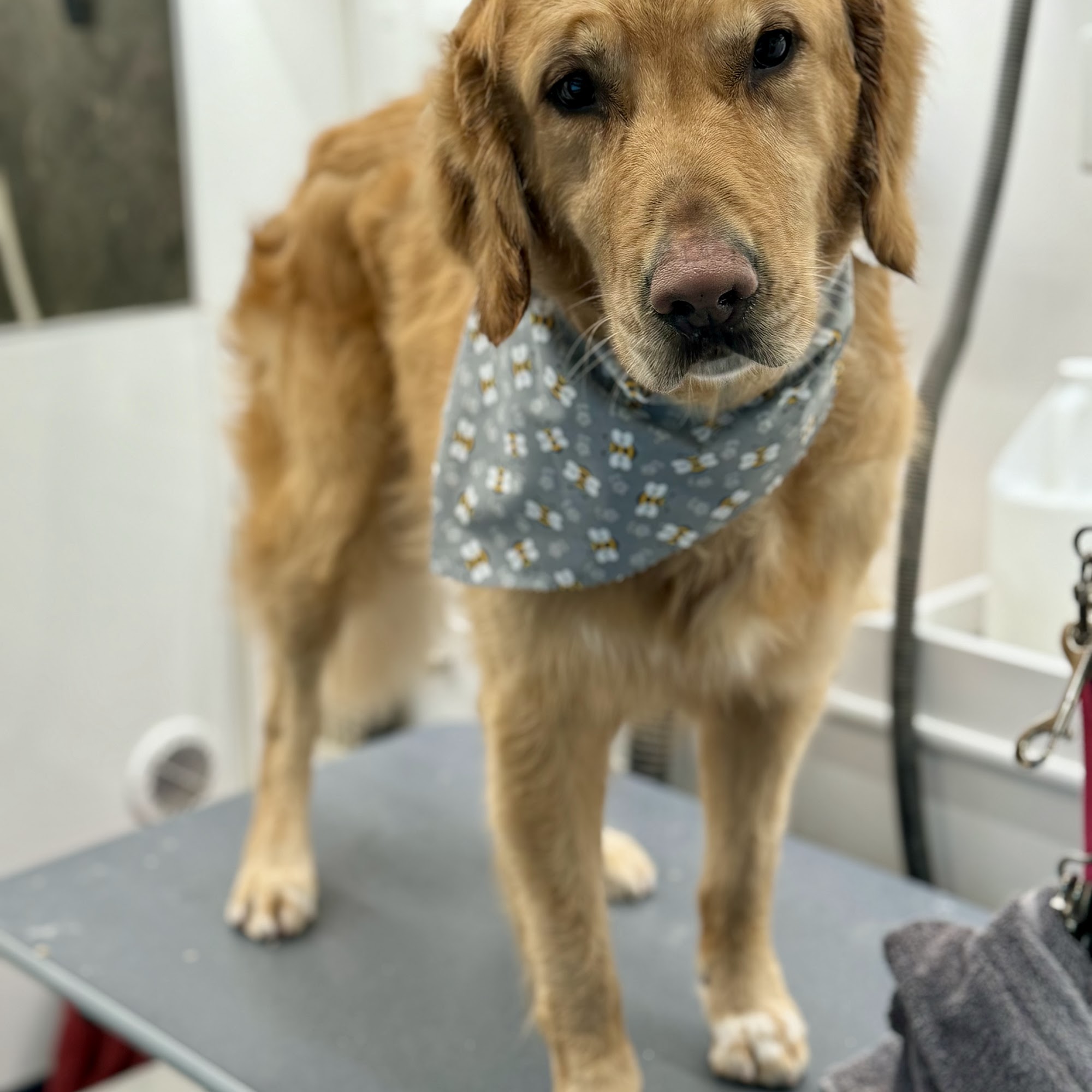 The Dapper Dog Parlor Parker