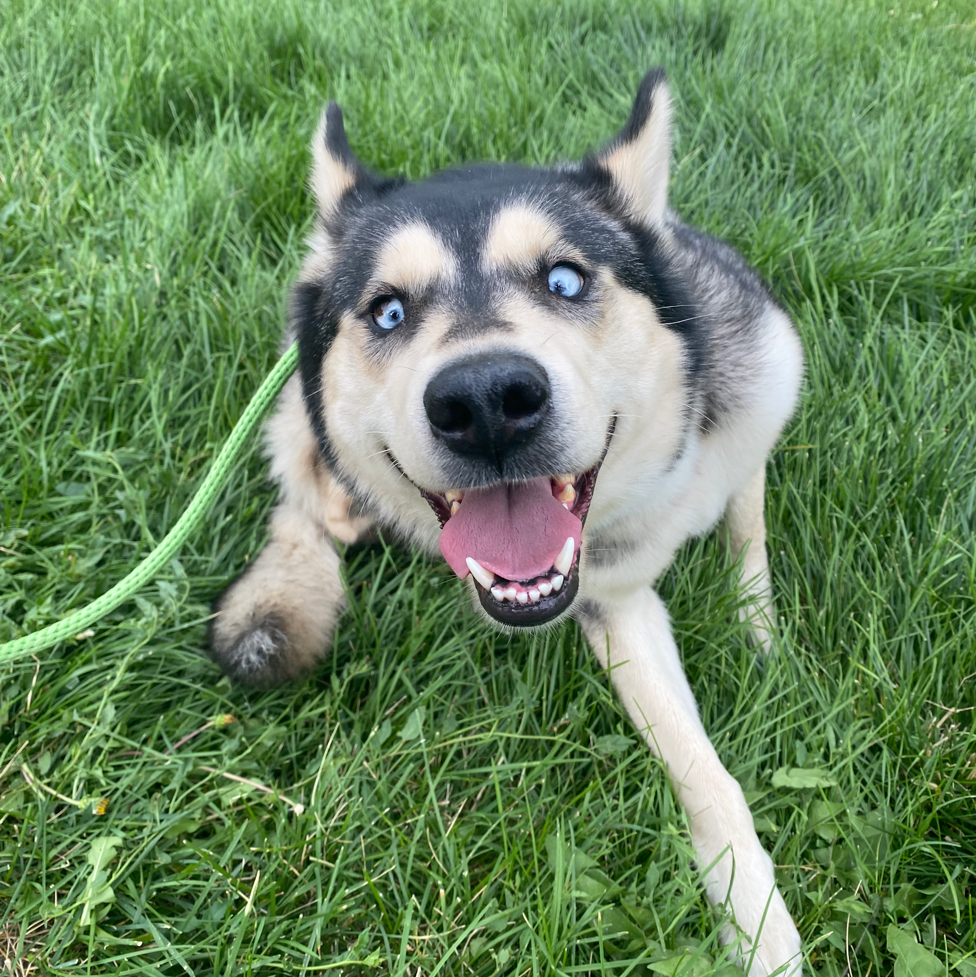 Blue Sky Canine Parker