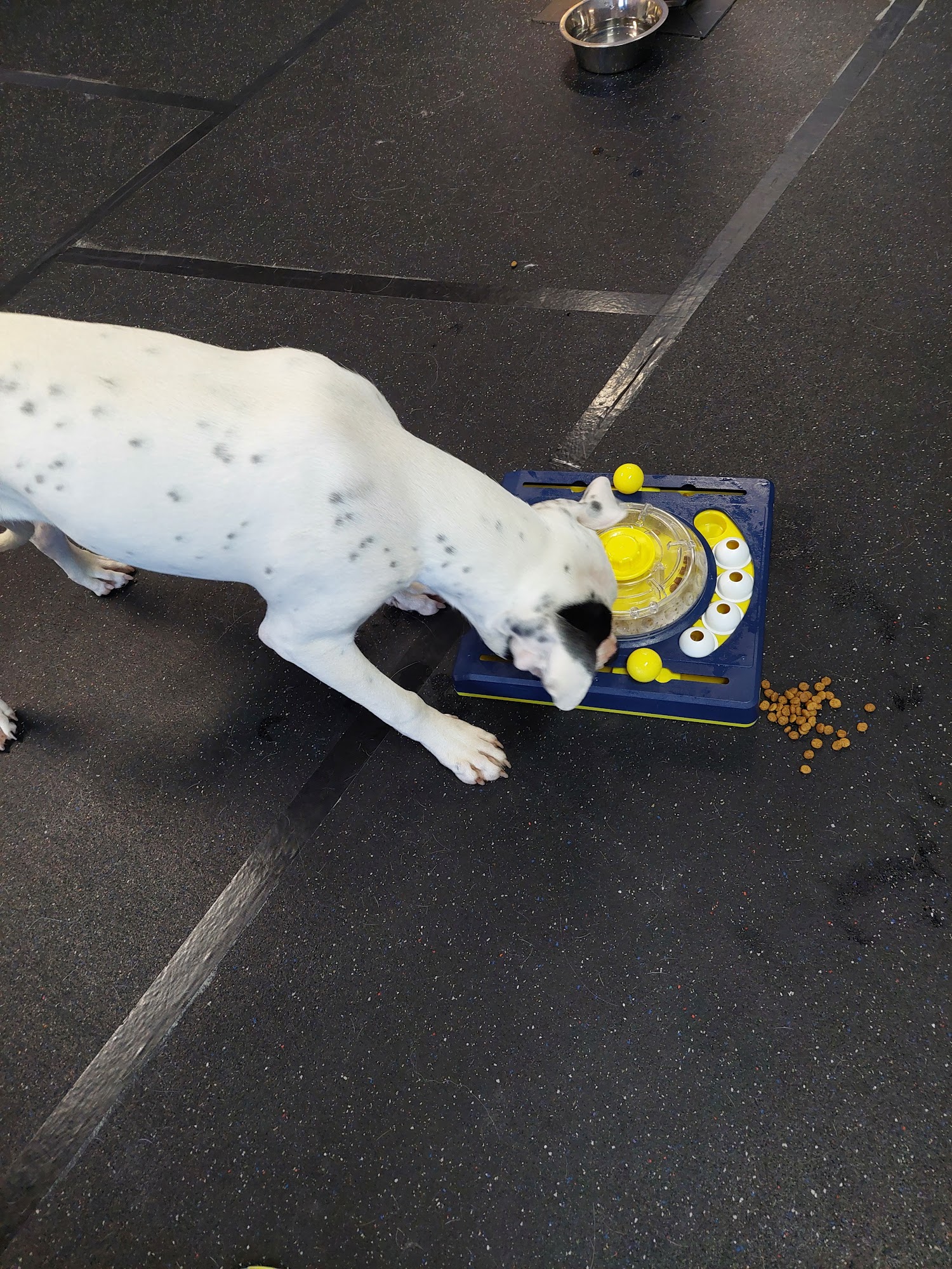 The Good Dog Academy Day School and Learning Center Parker