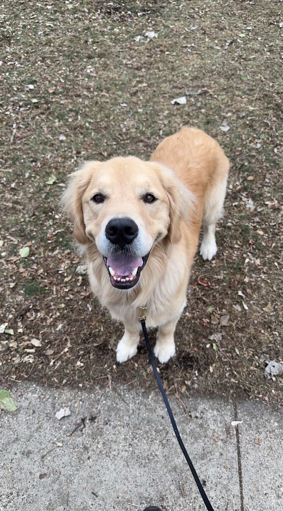 Obey Dog Training 17868 Fringed Sage Way, Parker Colorado 80134