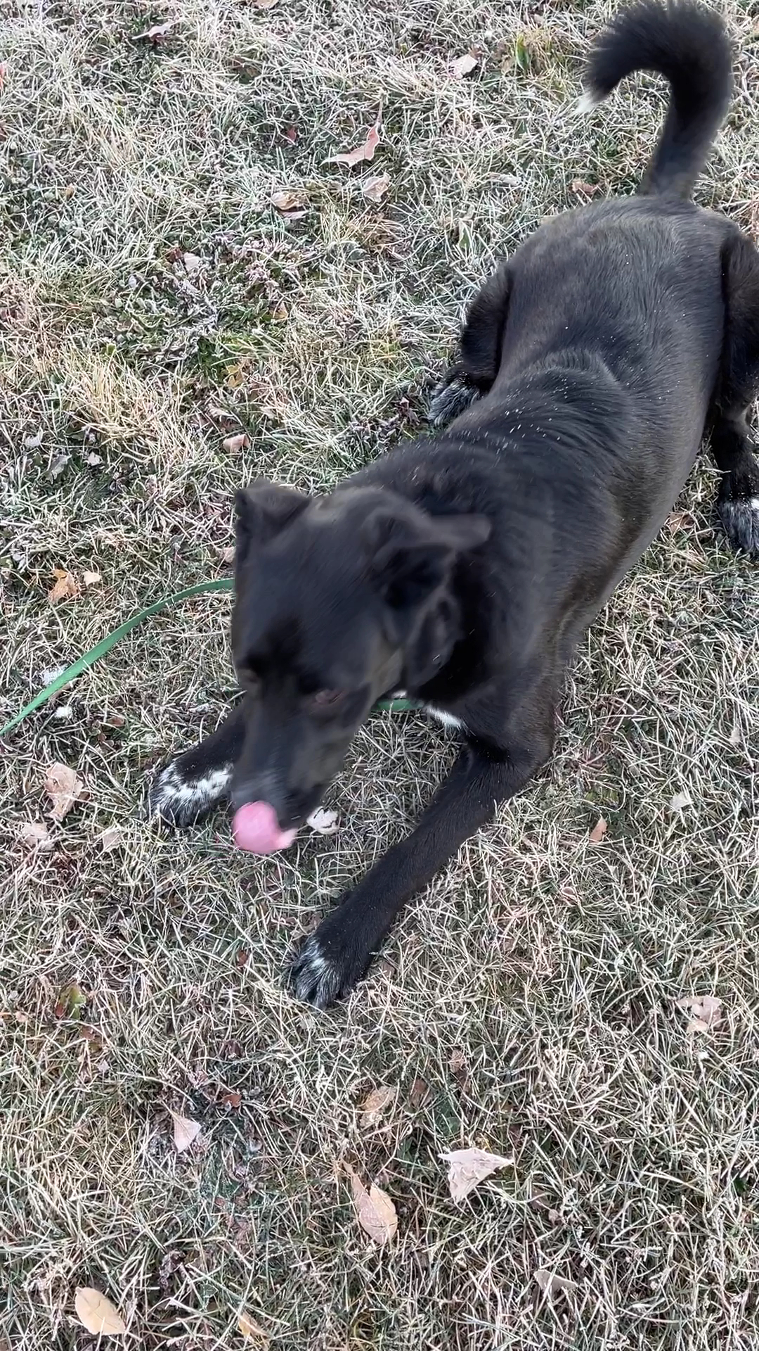 All Dogs Unleashed Dog Training Denver Parker