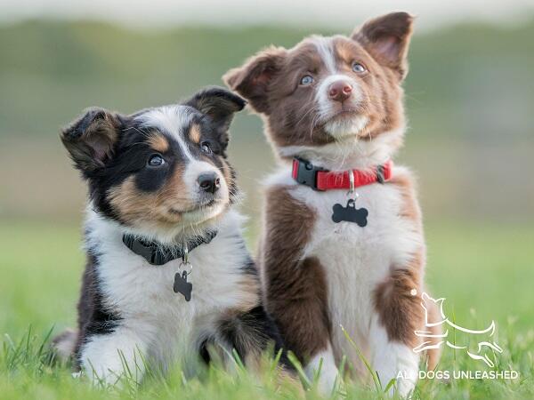 All Dogs Unleashed Dog Training Denver Parker