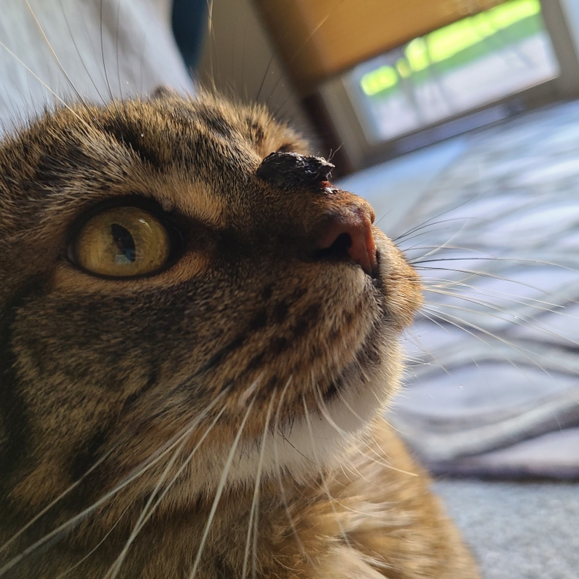 For Paws Veterinary Clinic Peyton