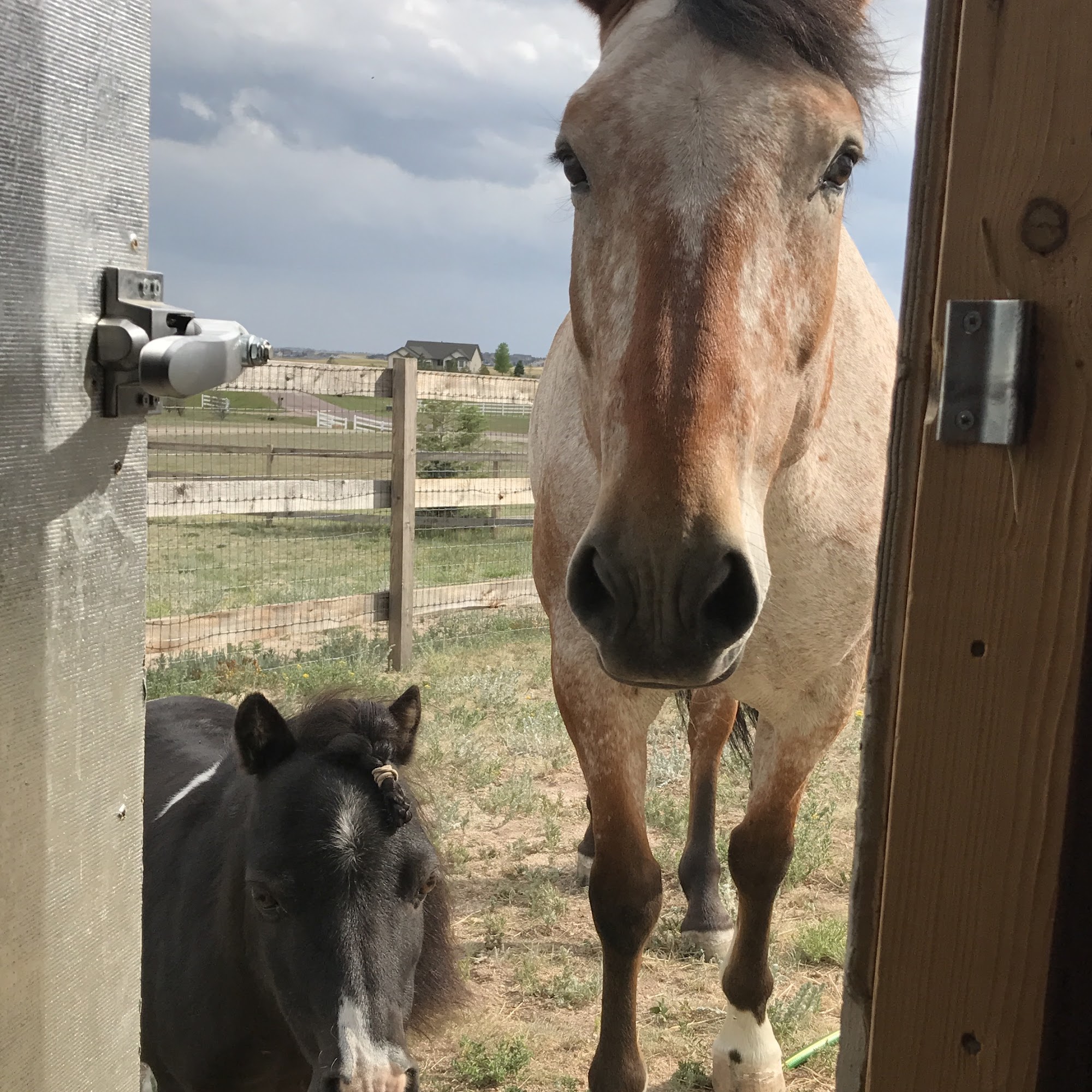 Colorado Equine Veterinary Services Peyton