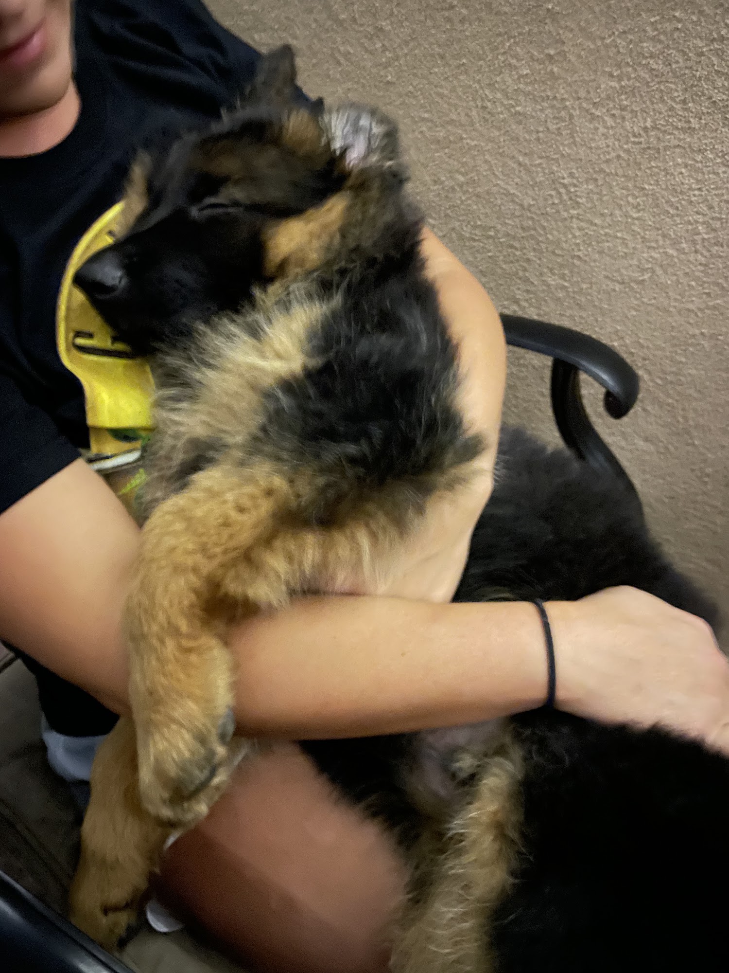 Shelley's German Shepherds Peyton