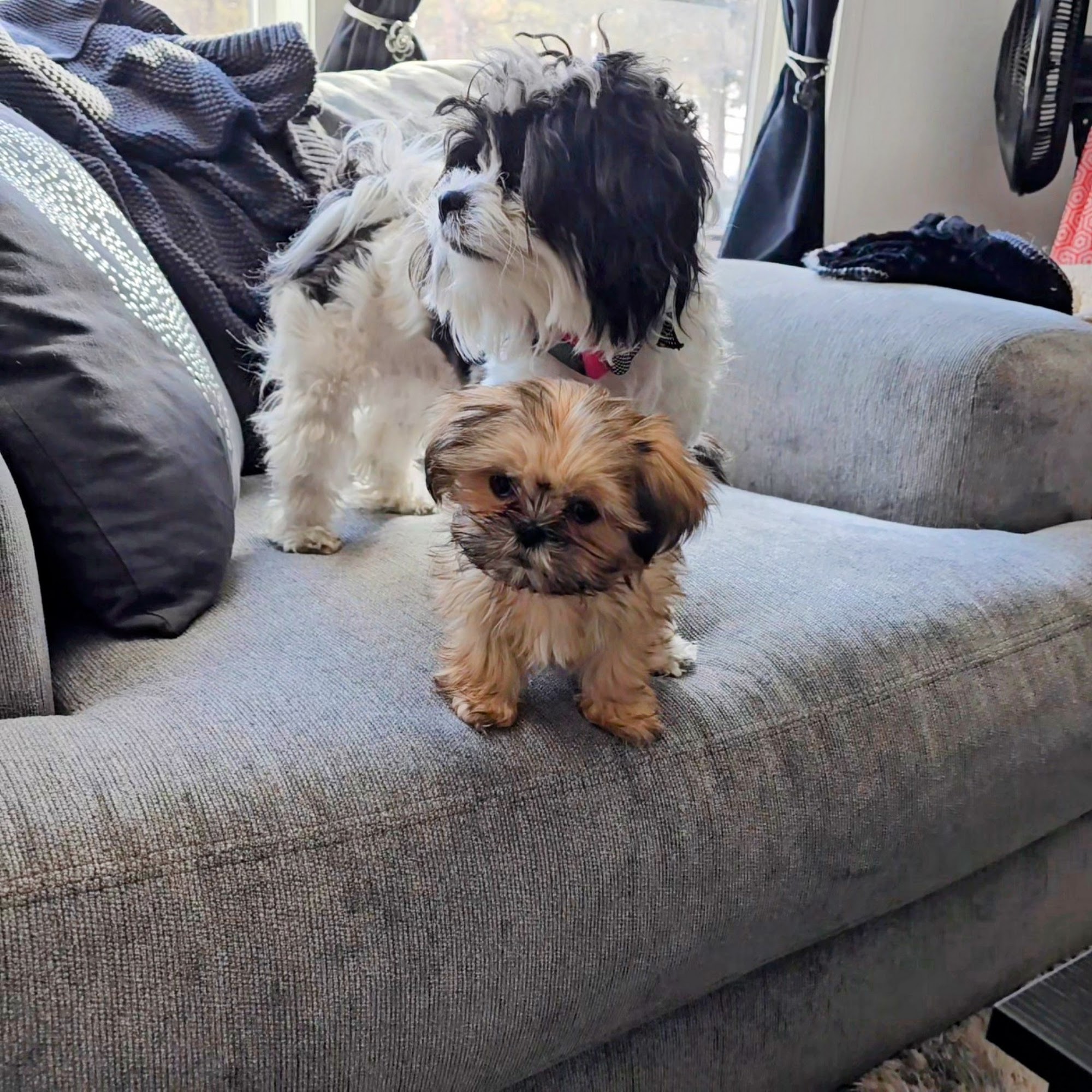 Bighorn Veterinary Service Pine