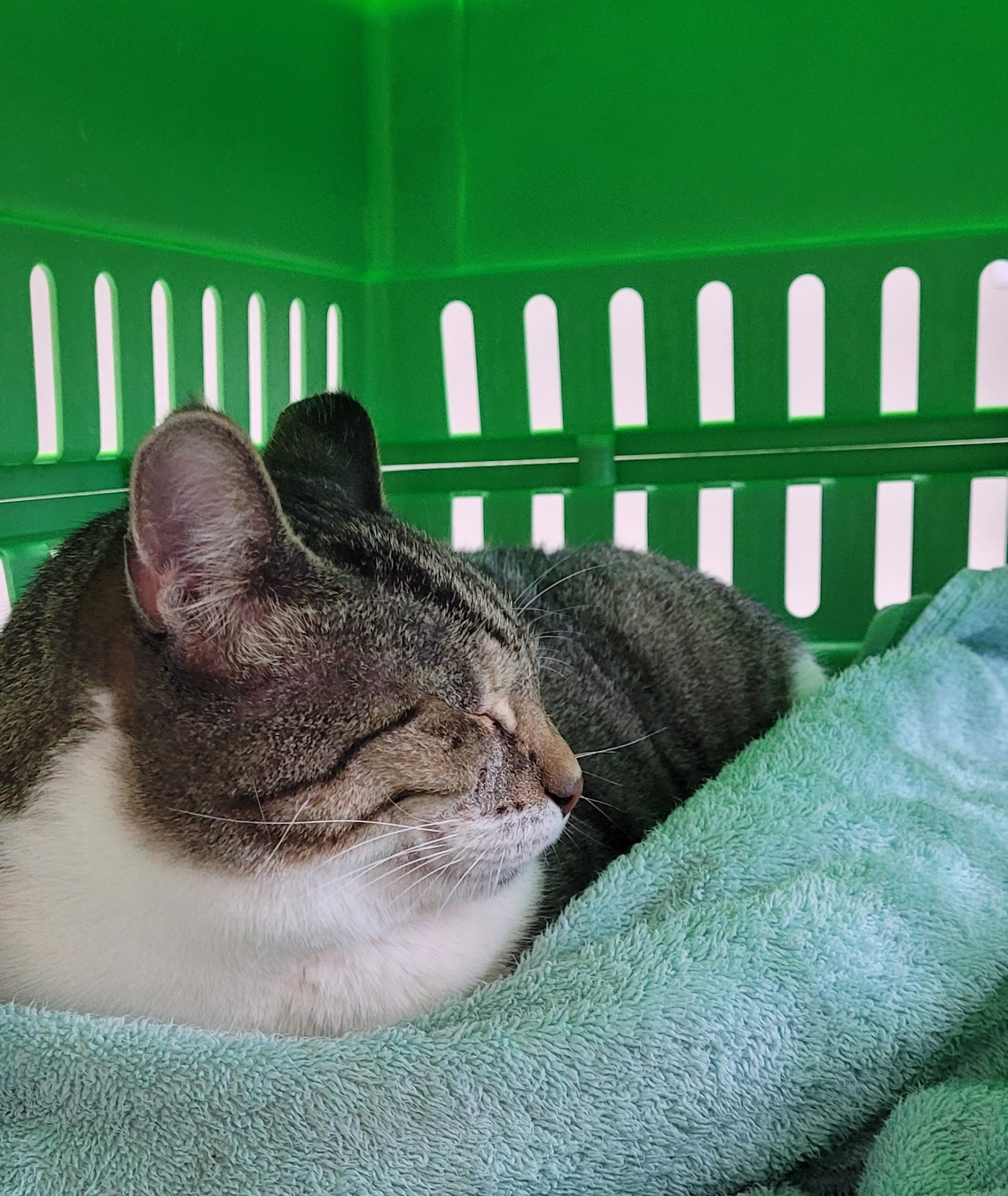 Hilltop Pet Clinic Pueblo West