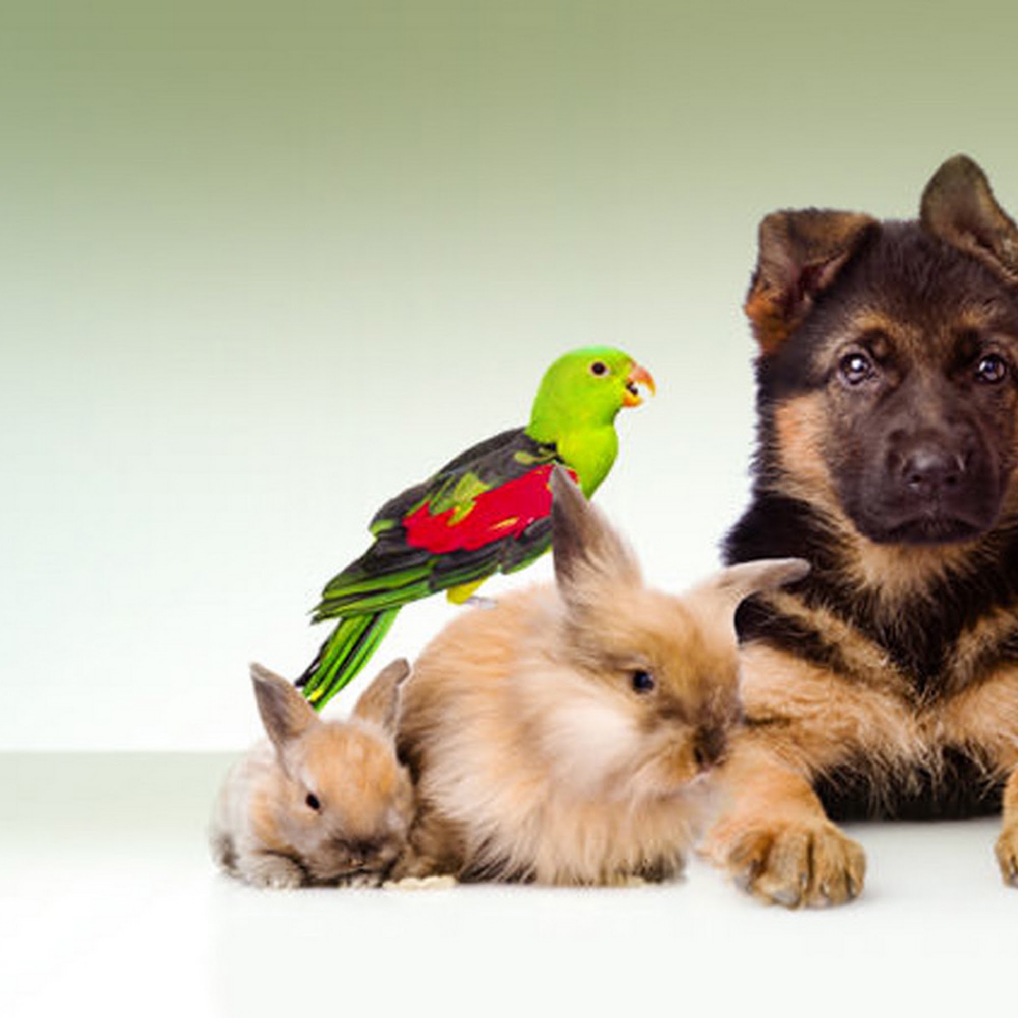 Hilltop Pet Clinic Pueblo West