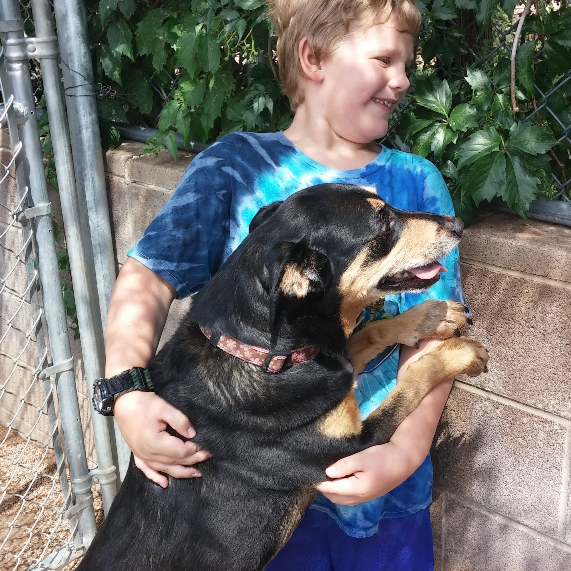Pueblo West Boarding Kennels Pueblo West