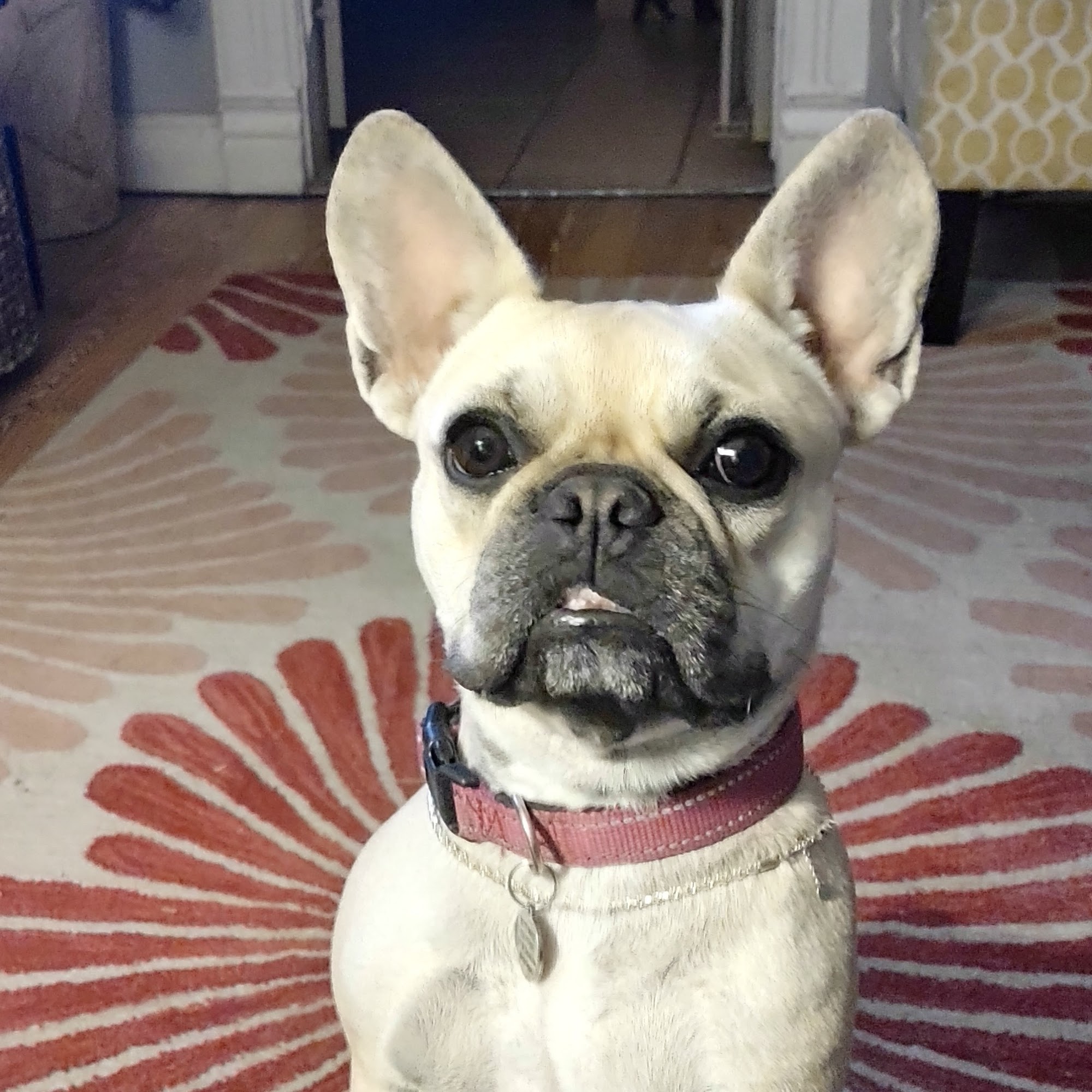 Southern Colorado Spay-Neuter Pueblo