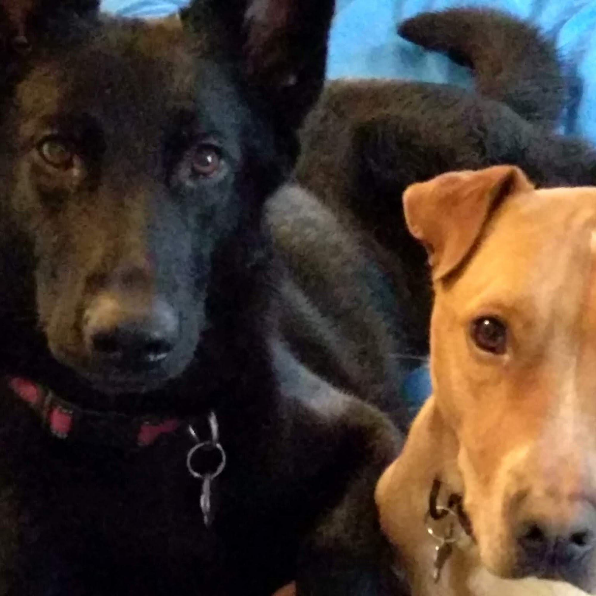 Matthew Braunschmidt, DVM Pueblo