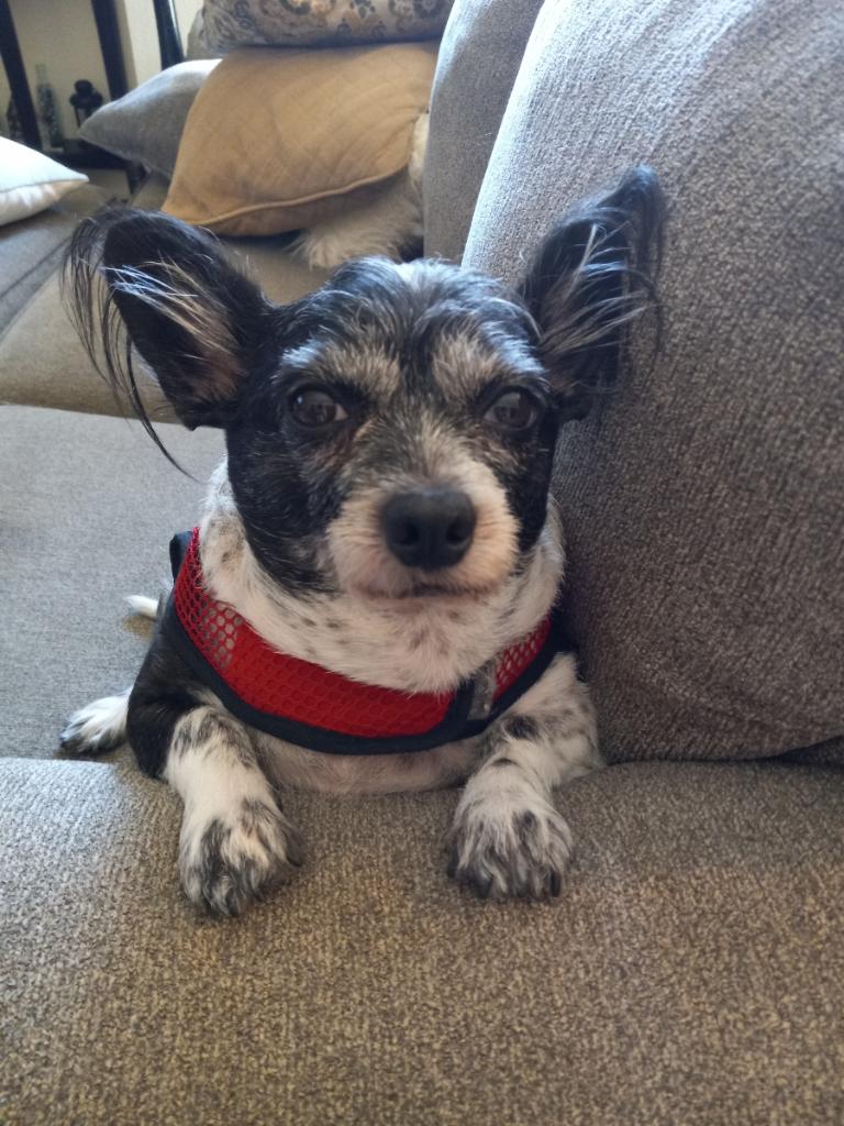 Pueblo Small Animal Clinic Pueblo