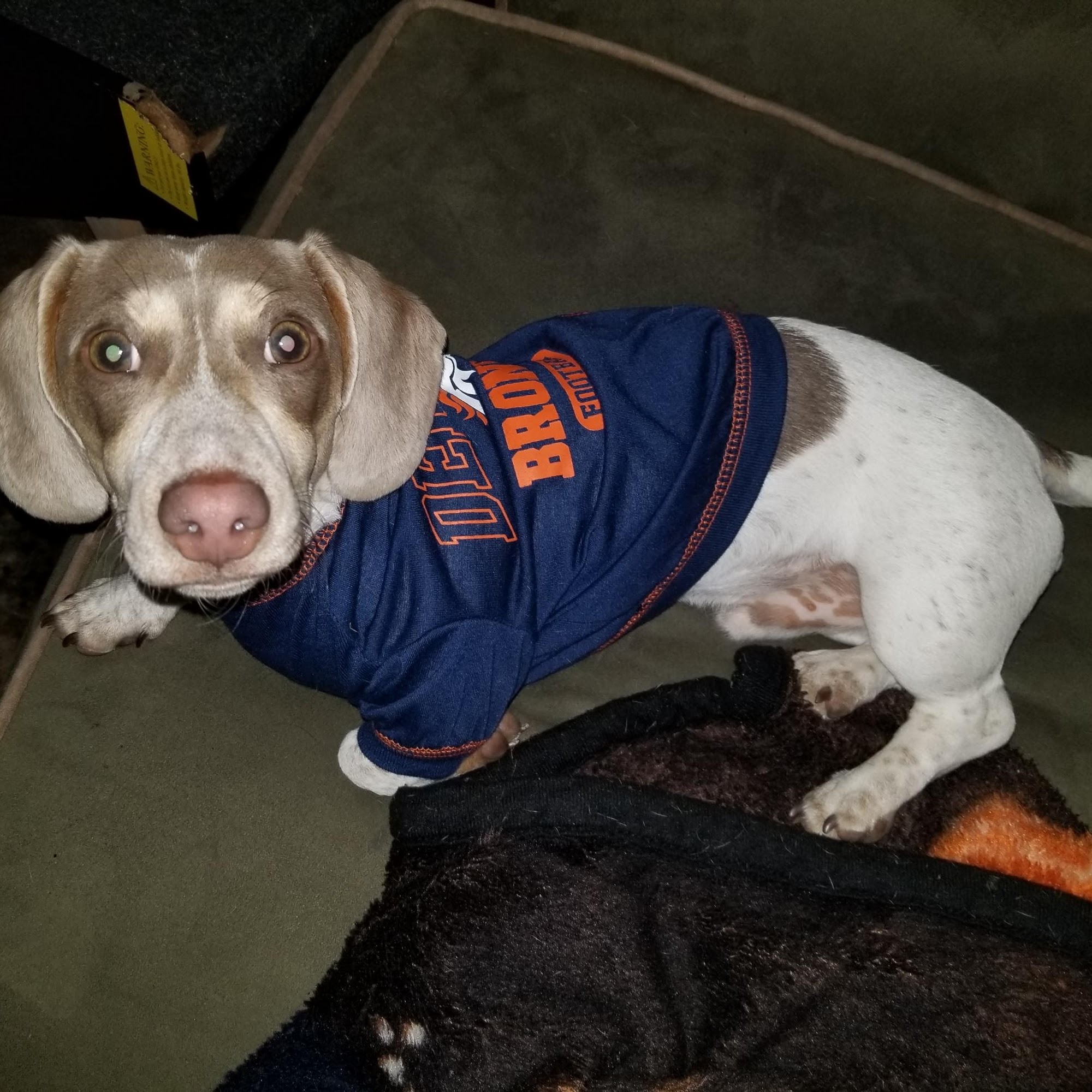 Pets & Friends Pueblo