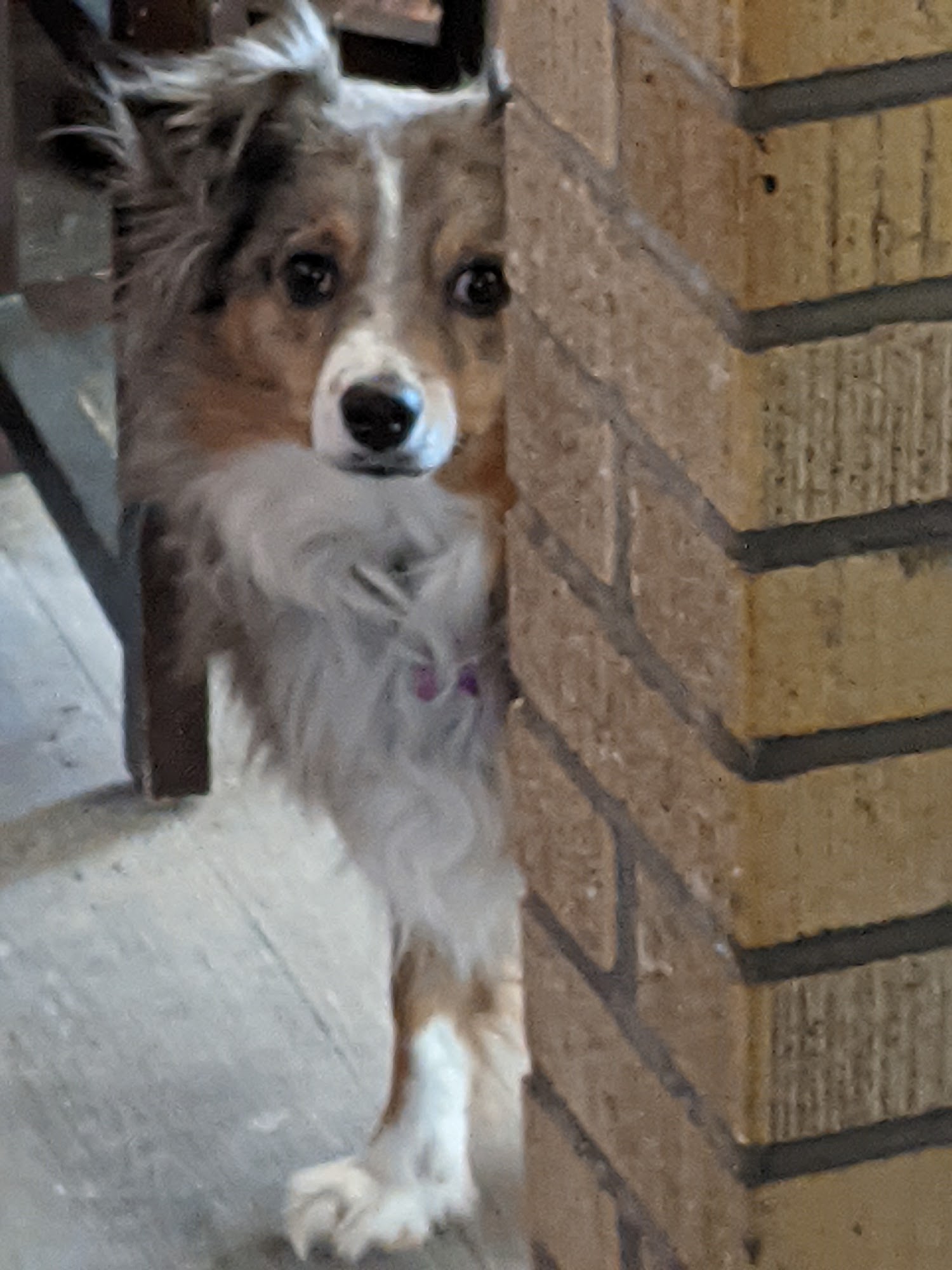 BowWOW Home Pet Care Pueblo