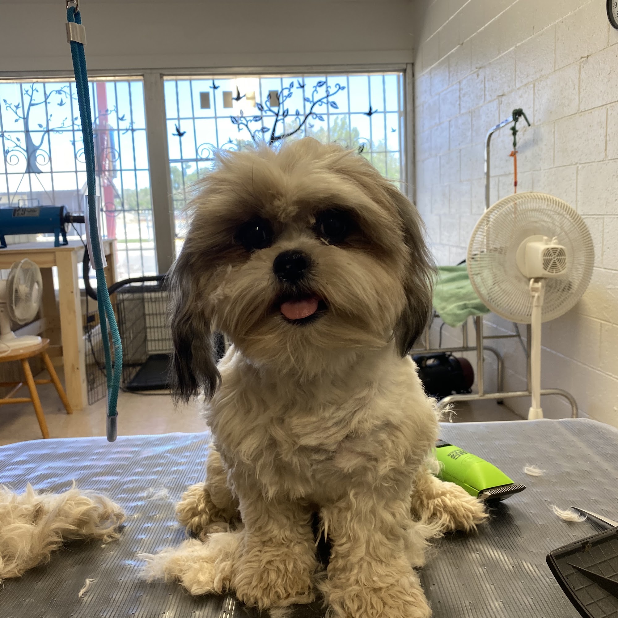 Barks & Bubbles LLC Pueblo