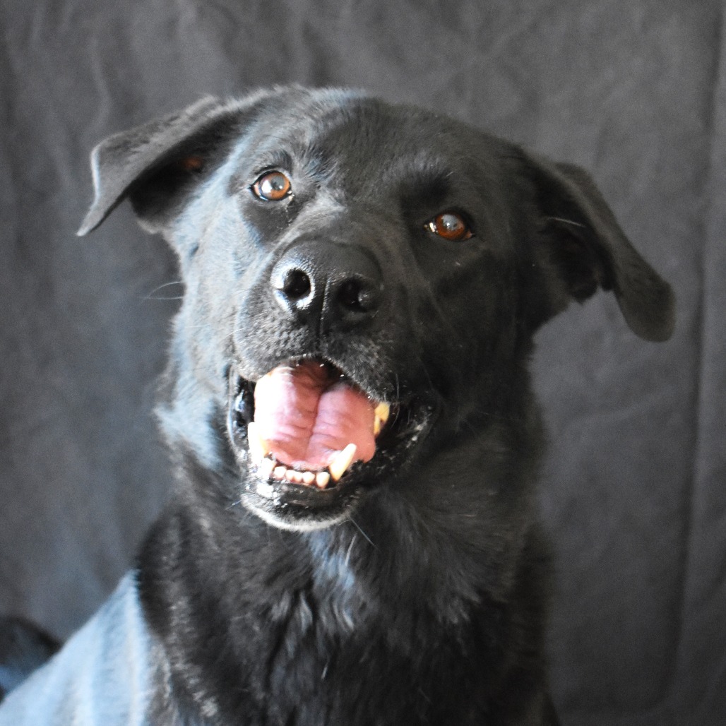 Journey Home Animal Care Center Rifle