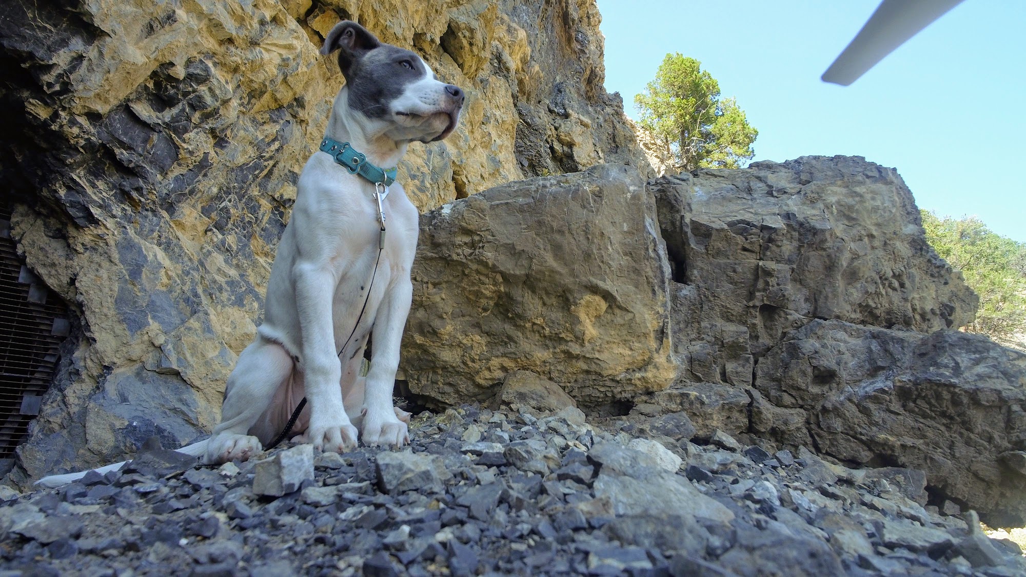 Mountain Shadows Animal Hospital Salida