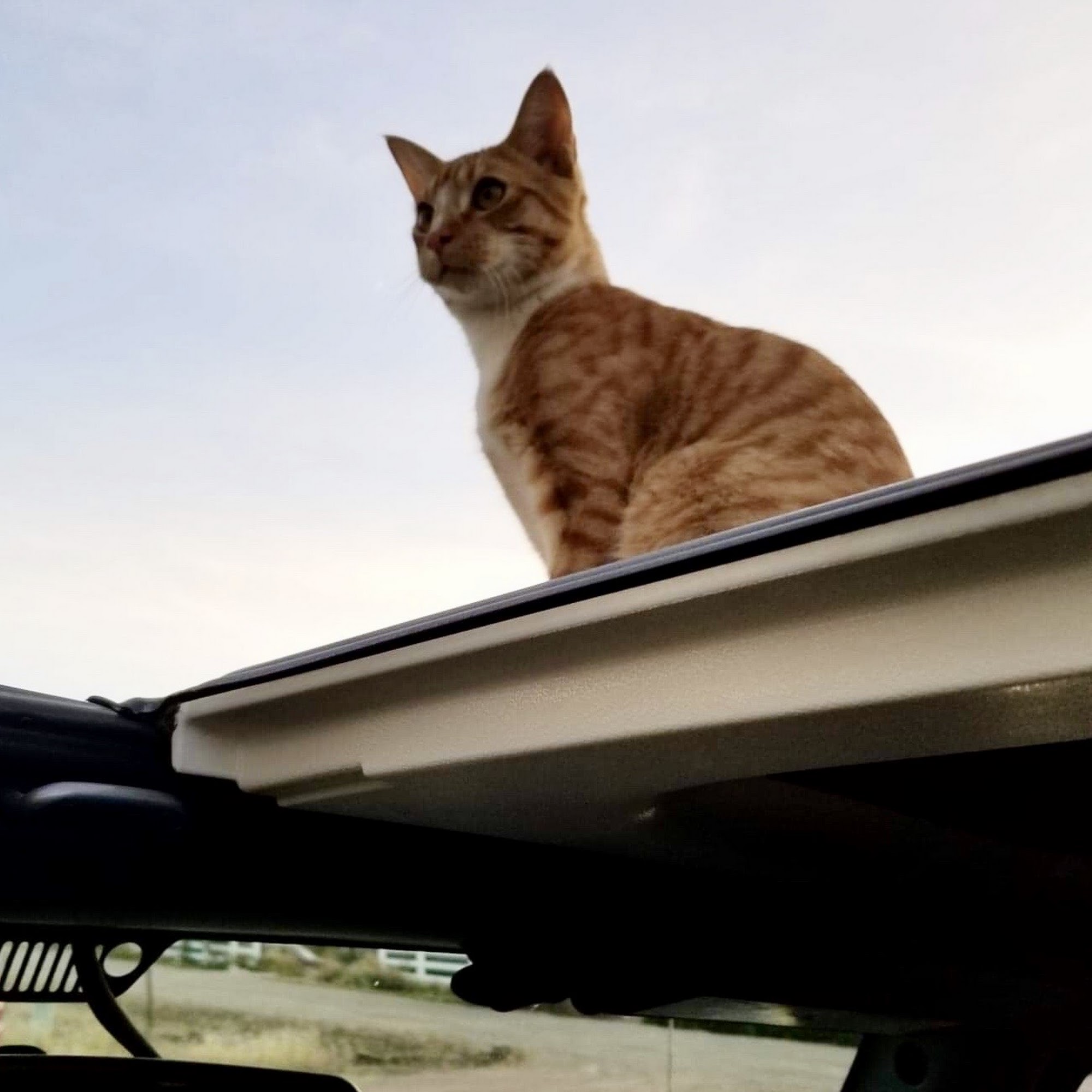 Animal Care Center Salida