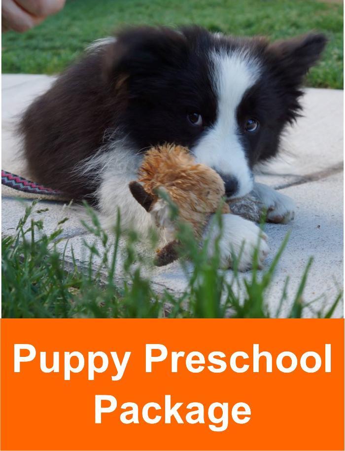 The Light of Dog Sedalia