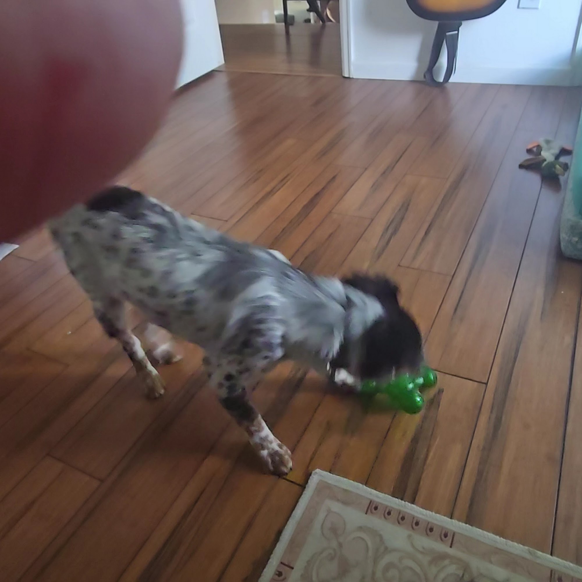 4 Paws 4 Life Rescue and Boarding Sedalia