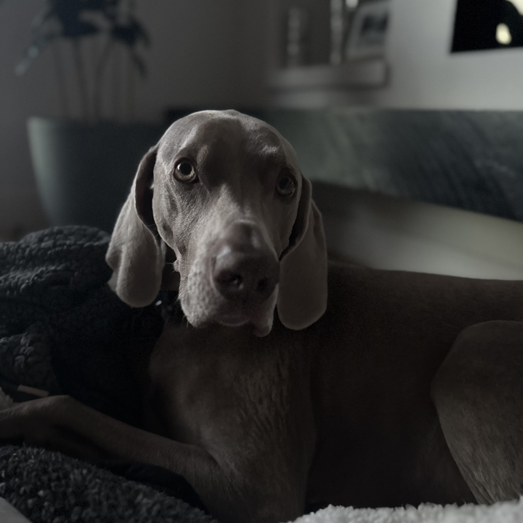 Silverthorne Veterinary Hospital Silverthorne