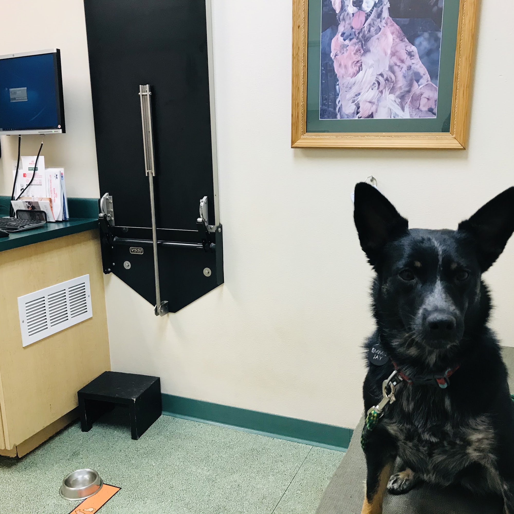 Pet Kare Clinic Steamboat Springs