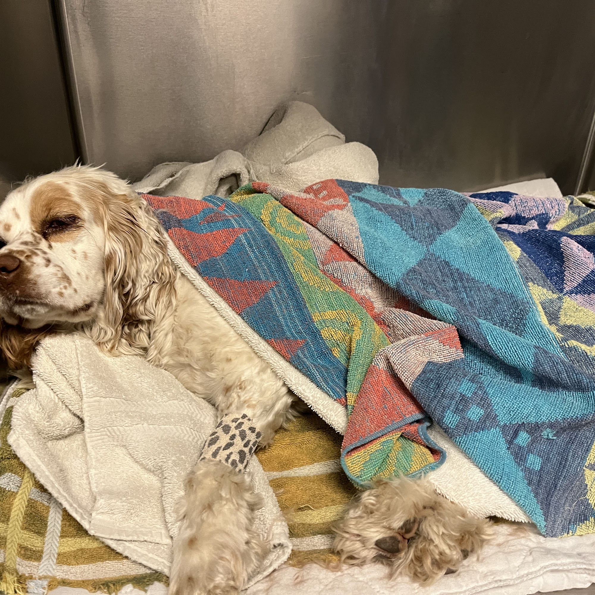 Mountain Peaks Veterinary Clinic Steamboat Springs