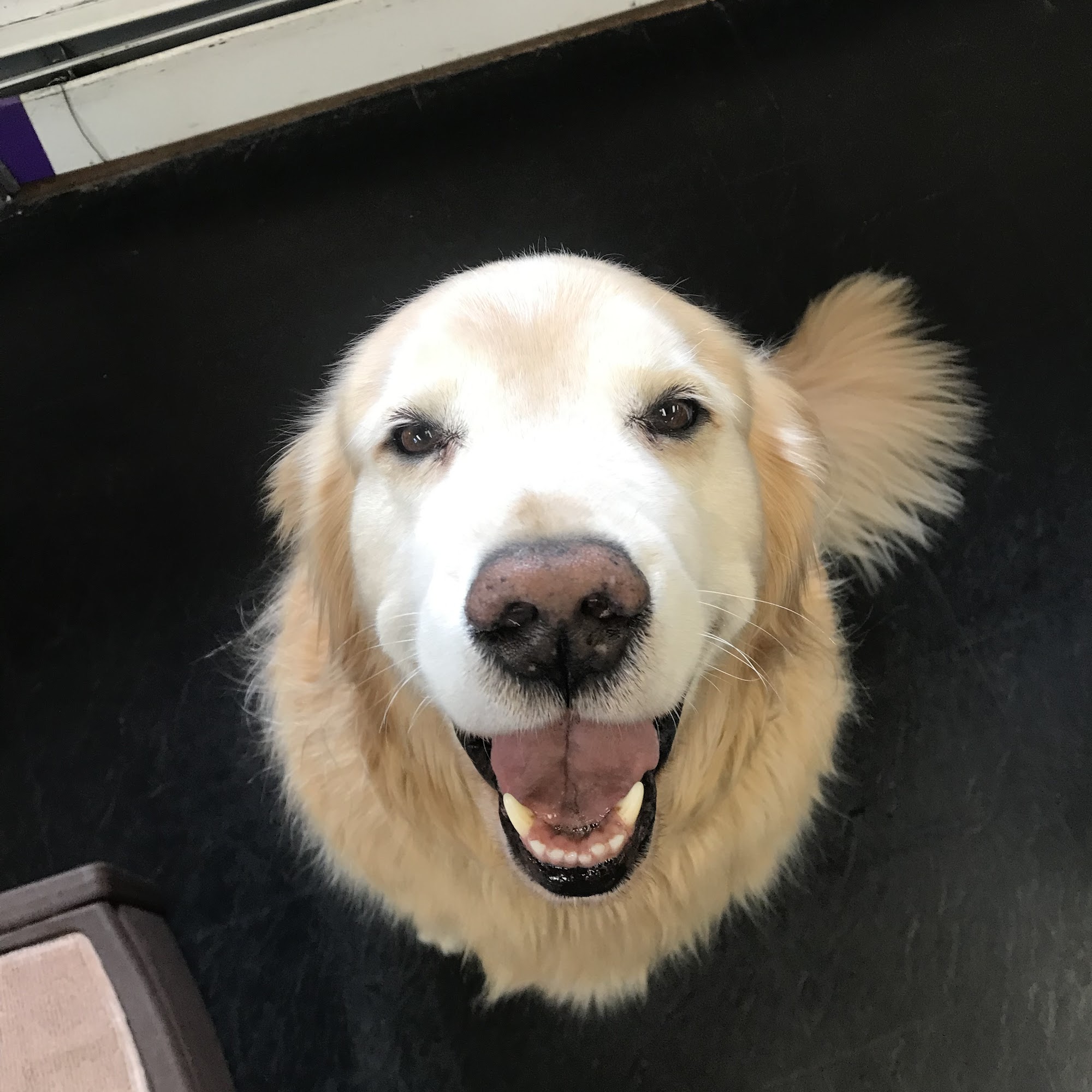 Powder Hounds Grooming Salon Steamboat Springs