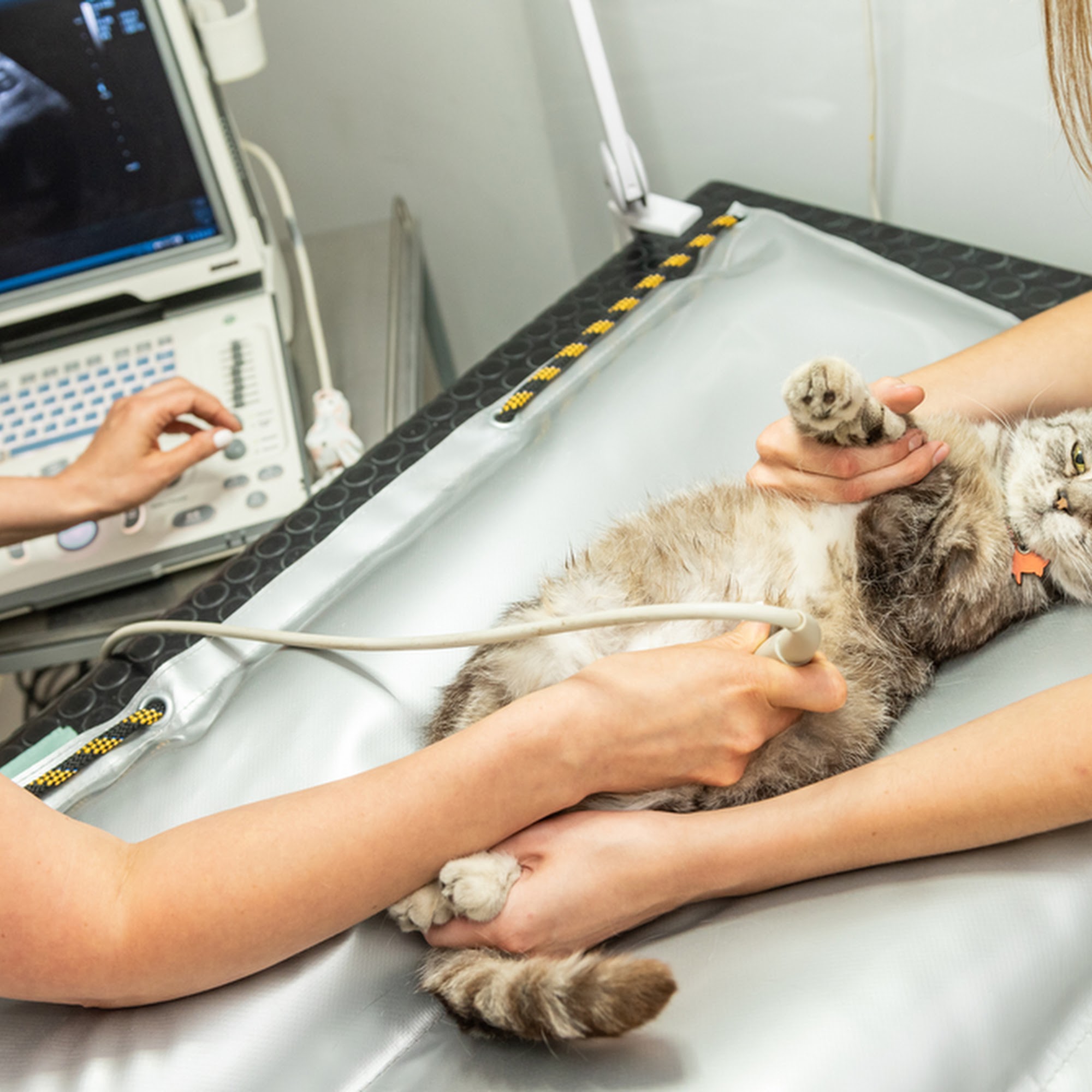 South Platte Vet Supply